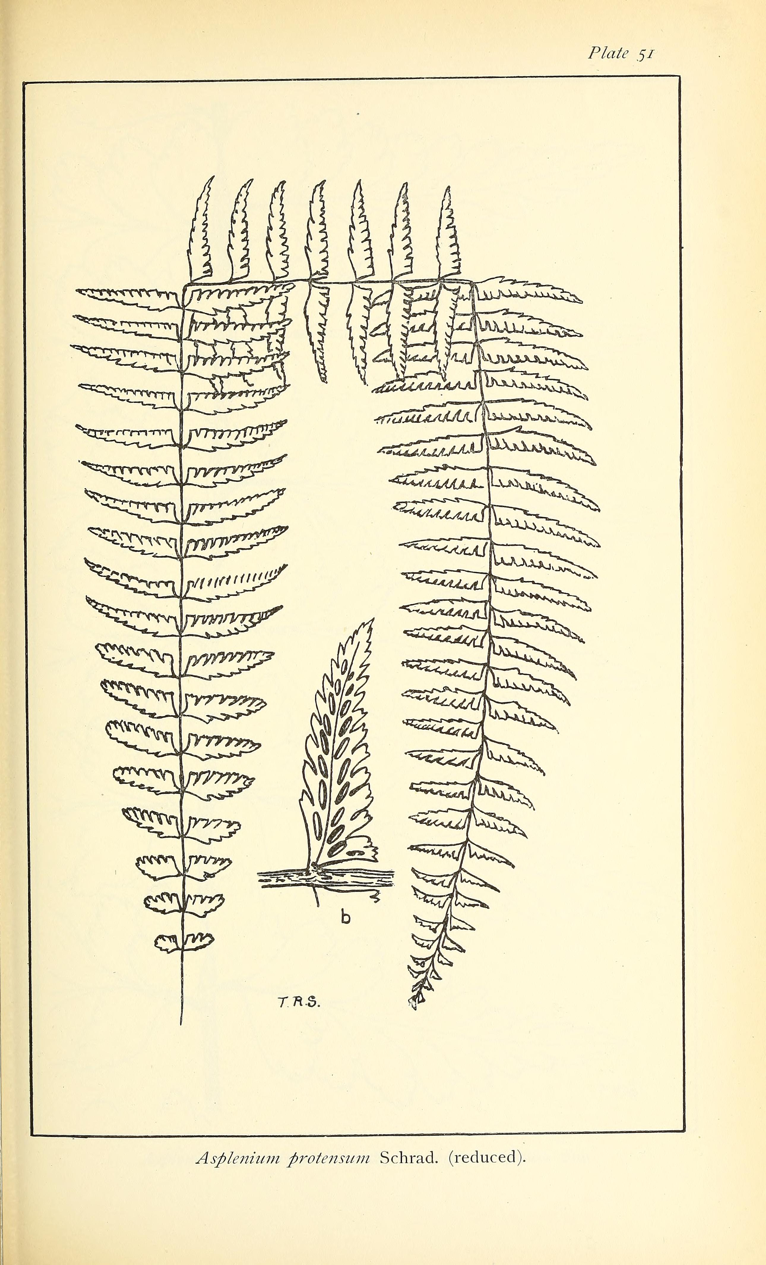 no full size  illustration available (3a)
