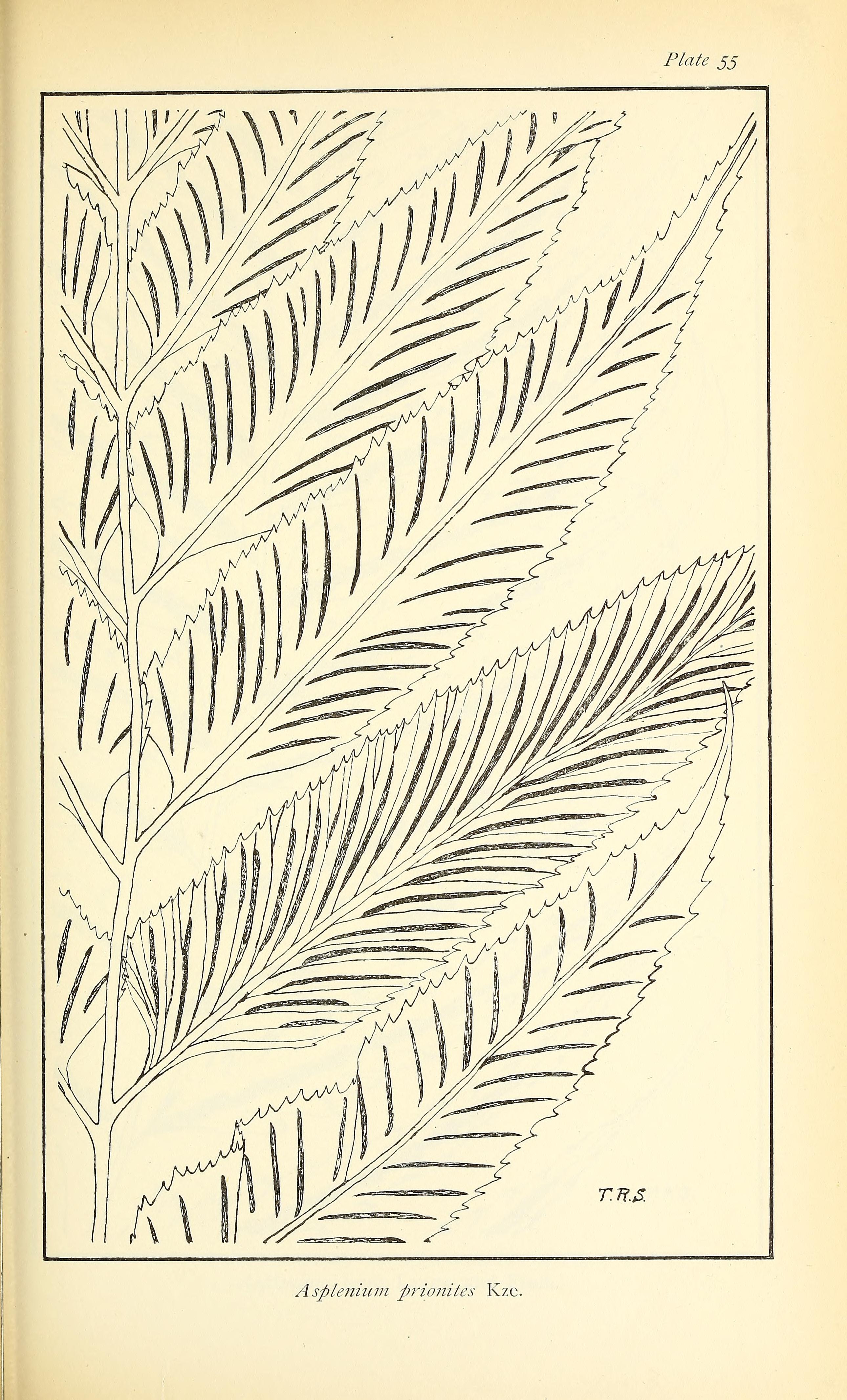 no full size  illustration available (3a)