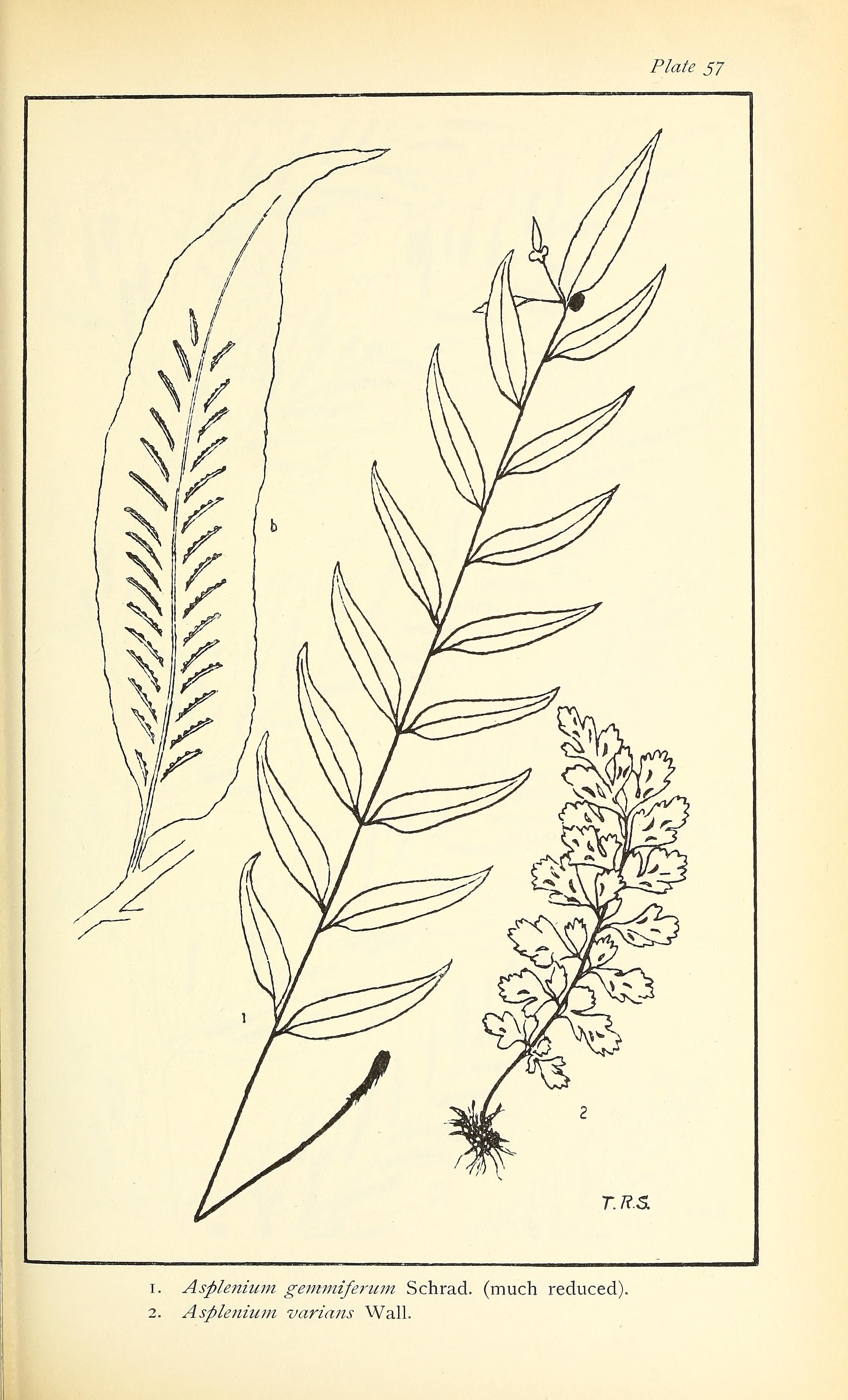 no full size  illustration available (3a)