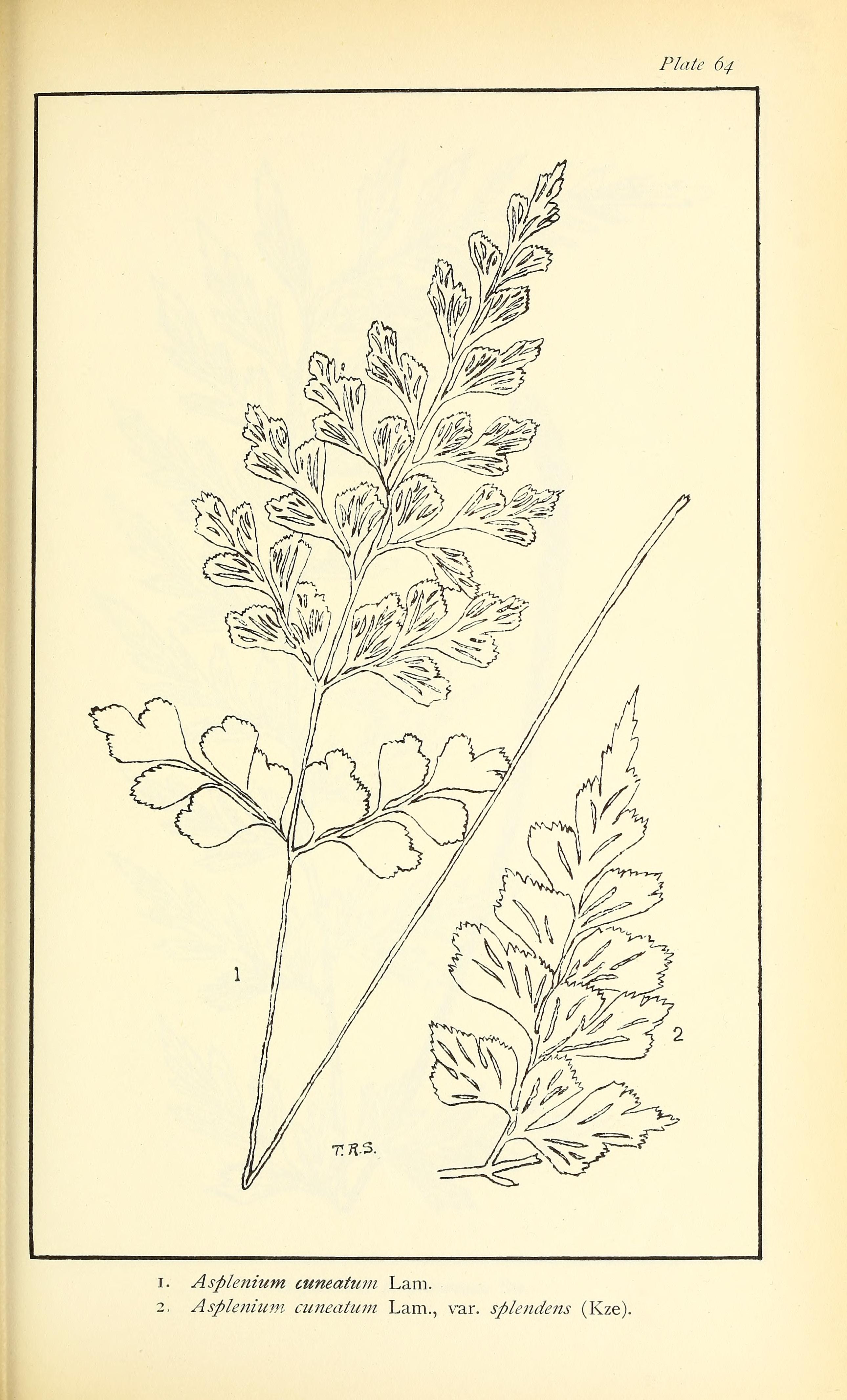 no full size  illustration available (3a)