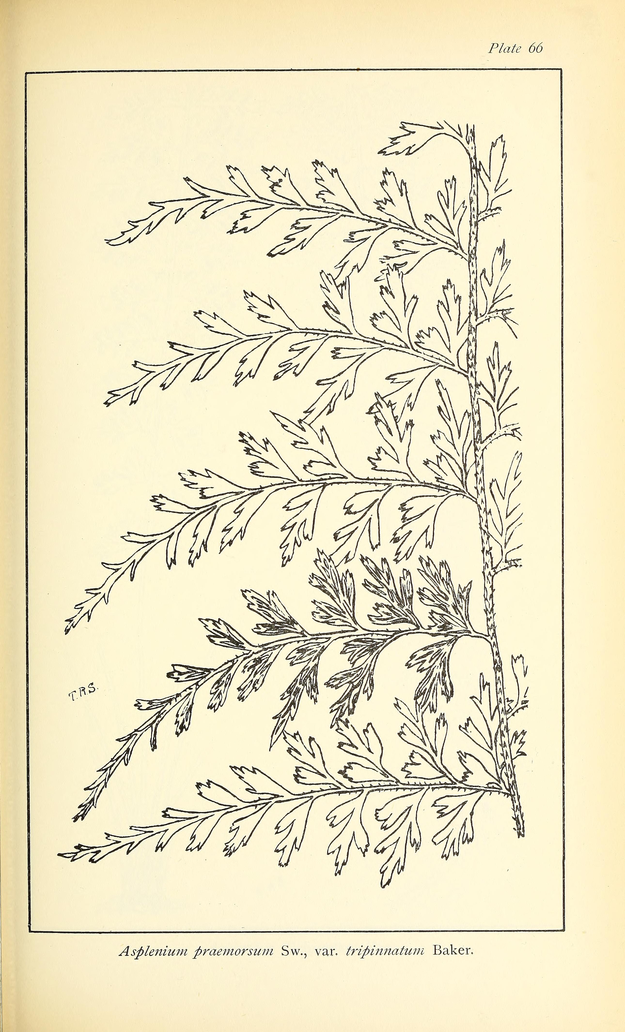 no full size  illustration available (3a)