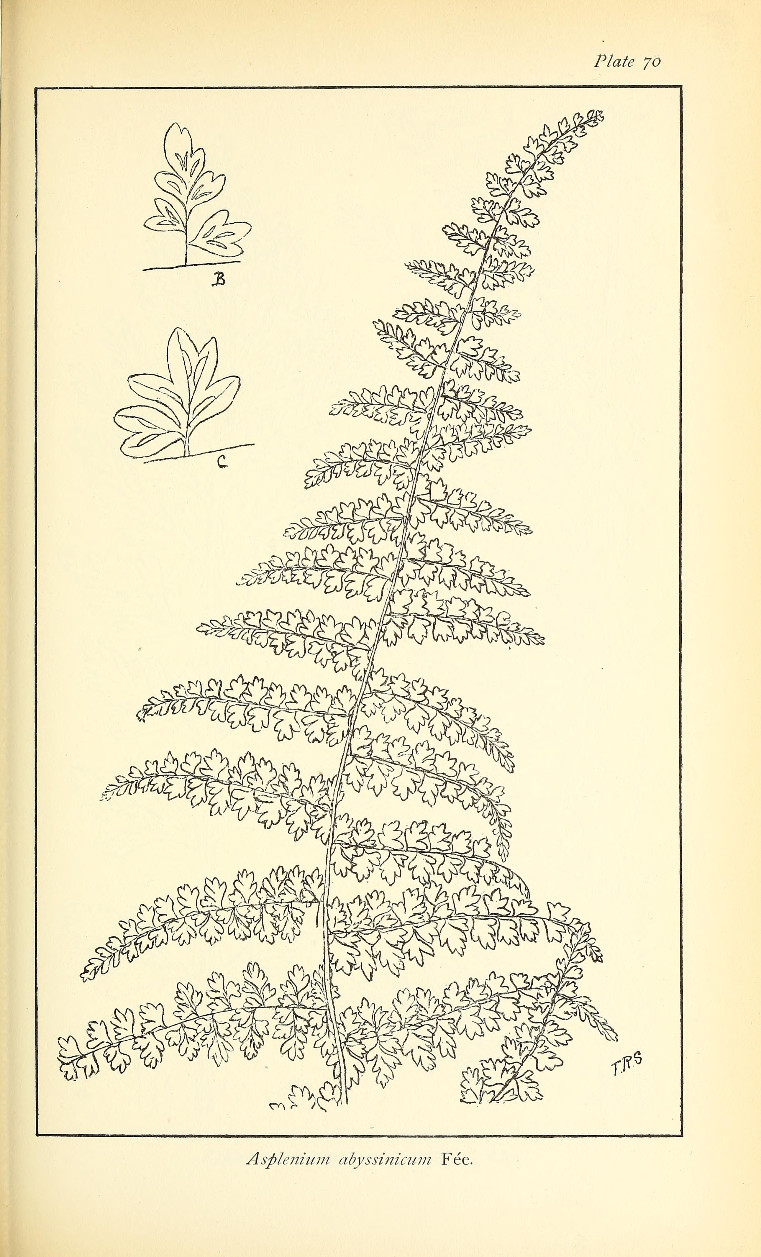 no full size  illustration available (3a)