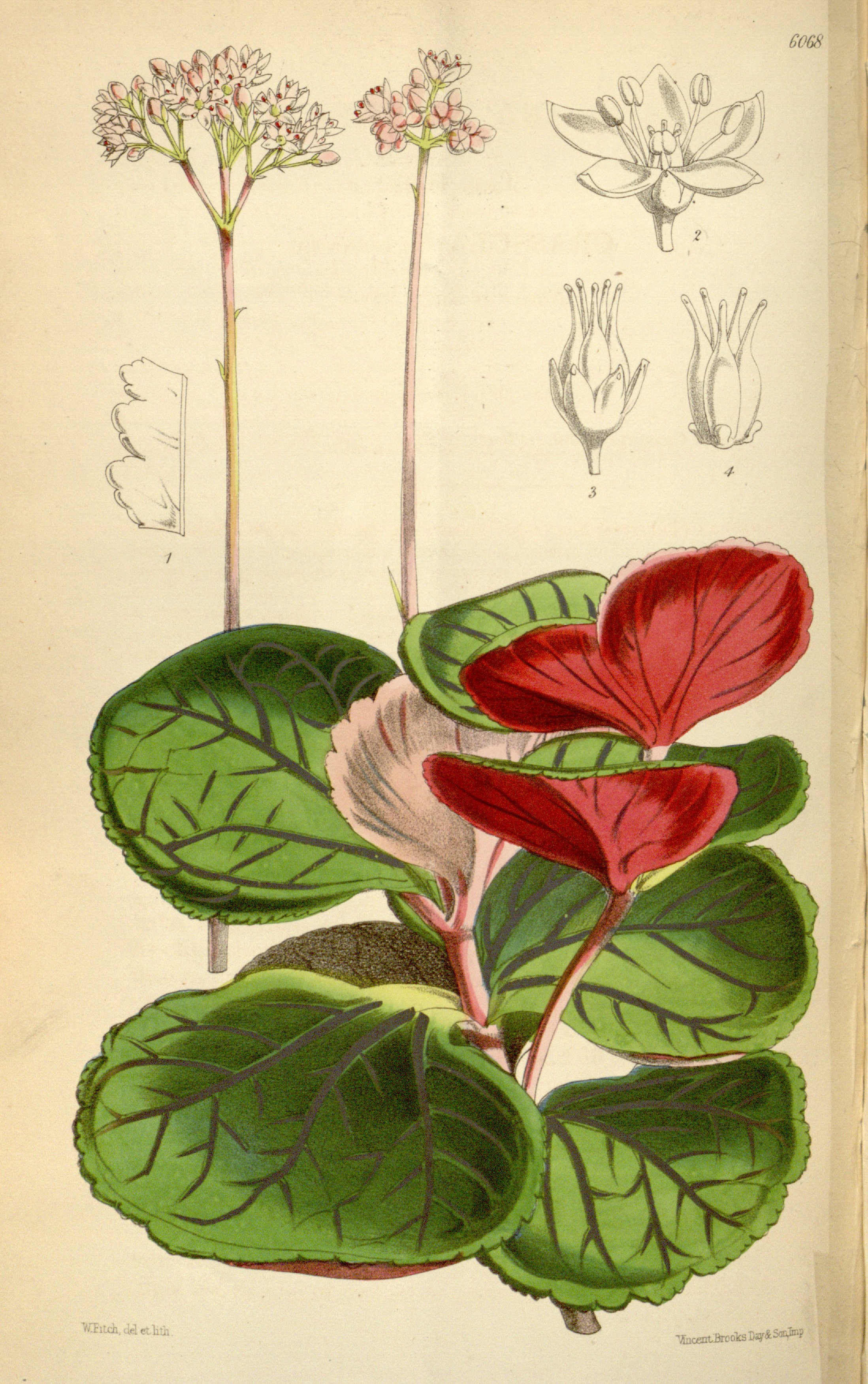 no full size  illustration available (3a)