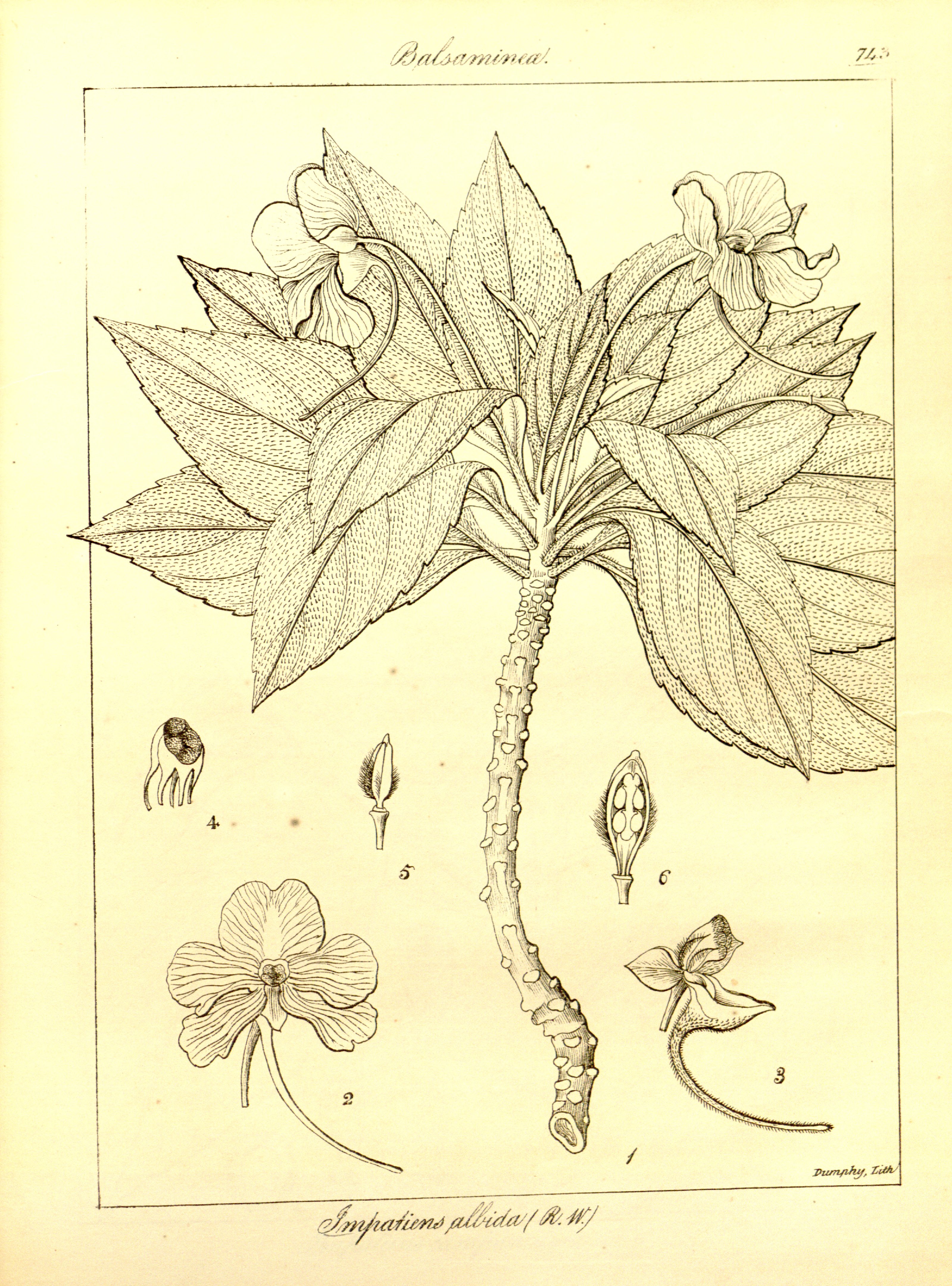 no full size  illustration available (3a)