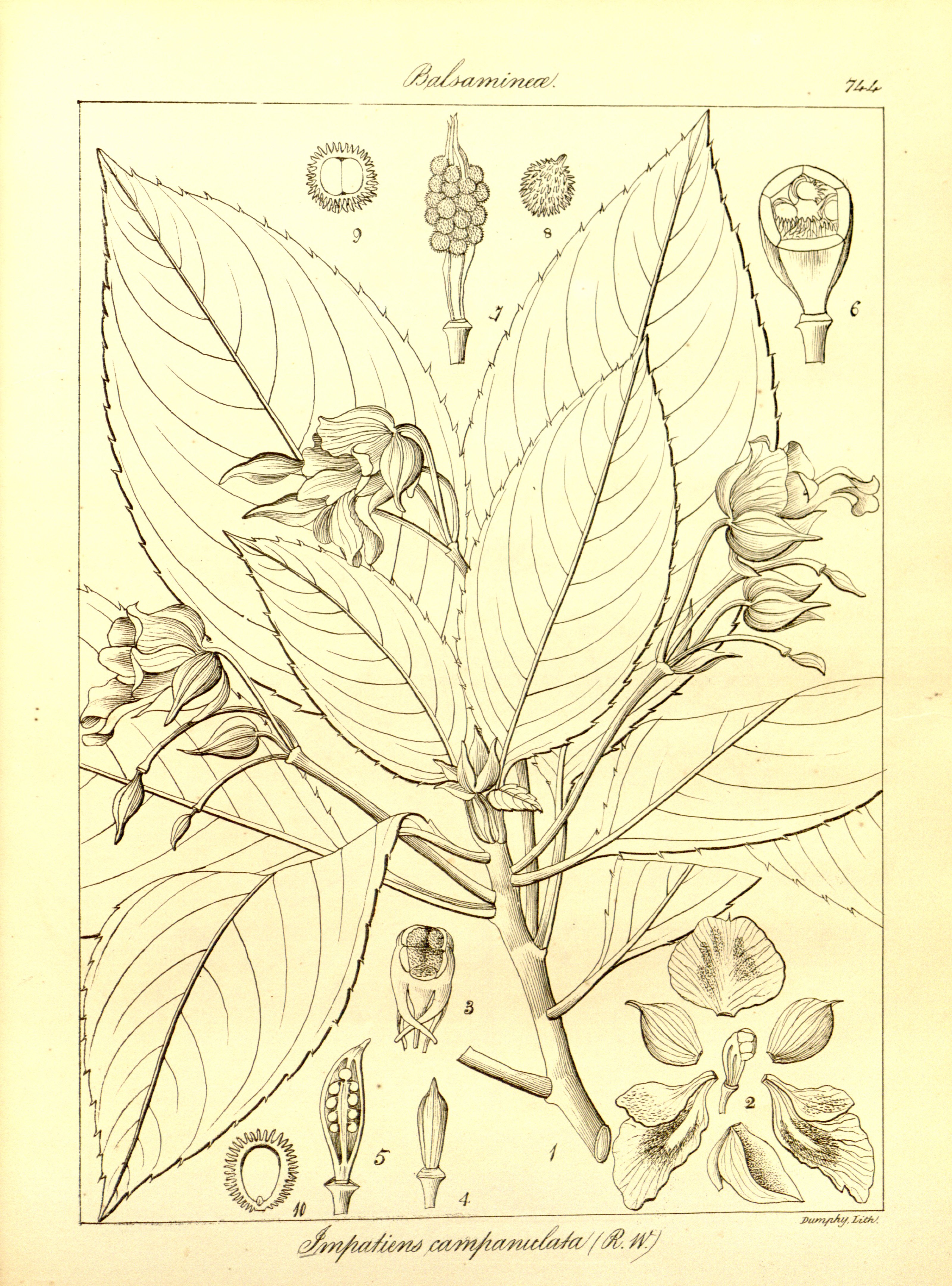 no full size  illustration available (3a)