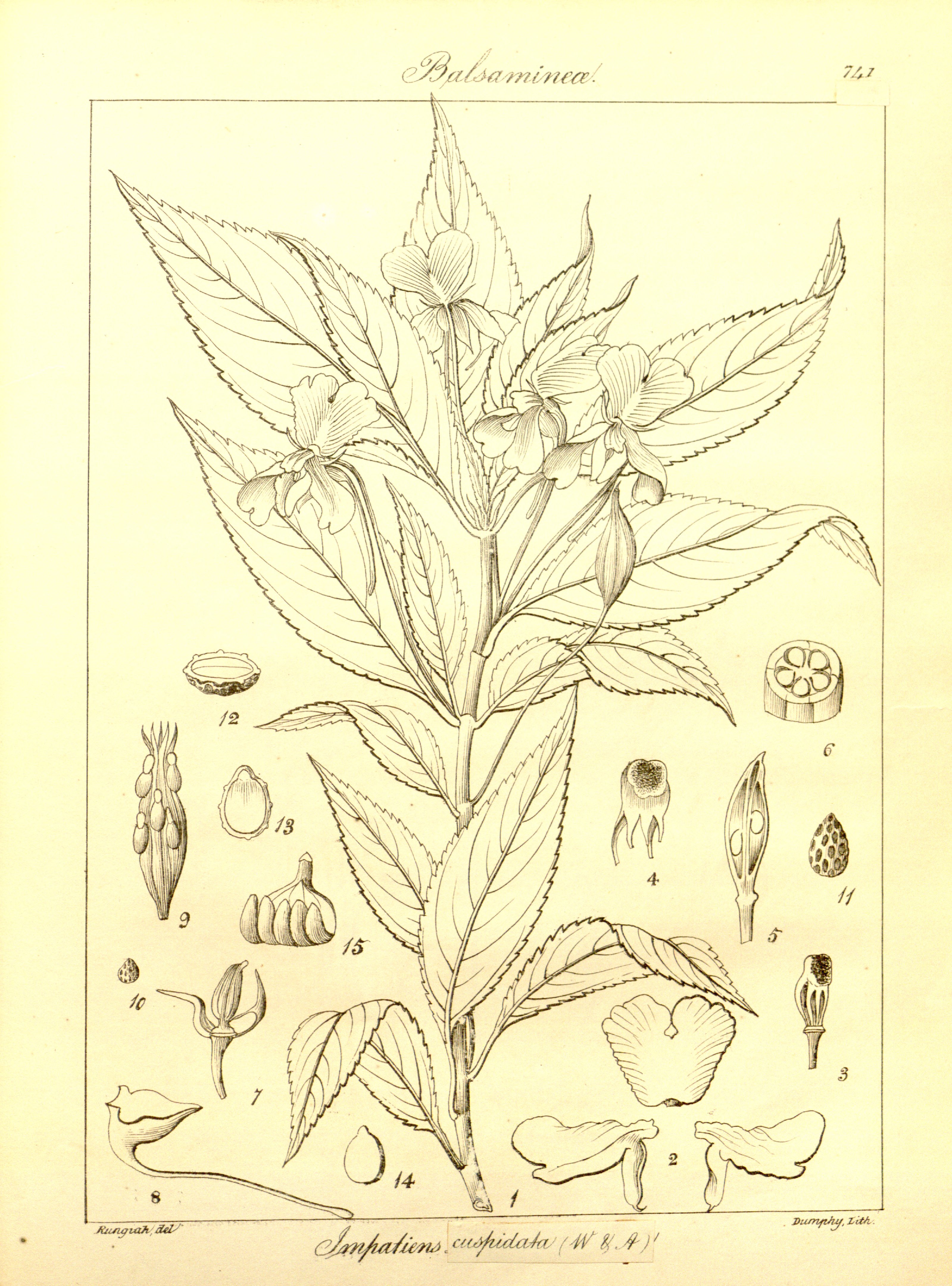 no full size  illustration available (3a)