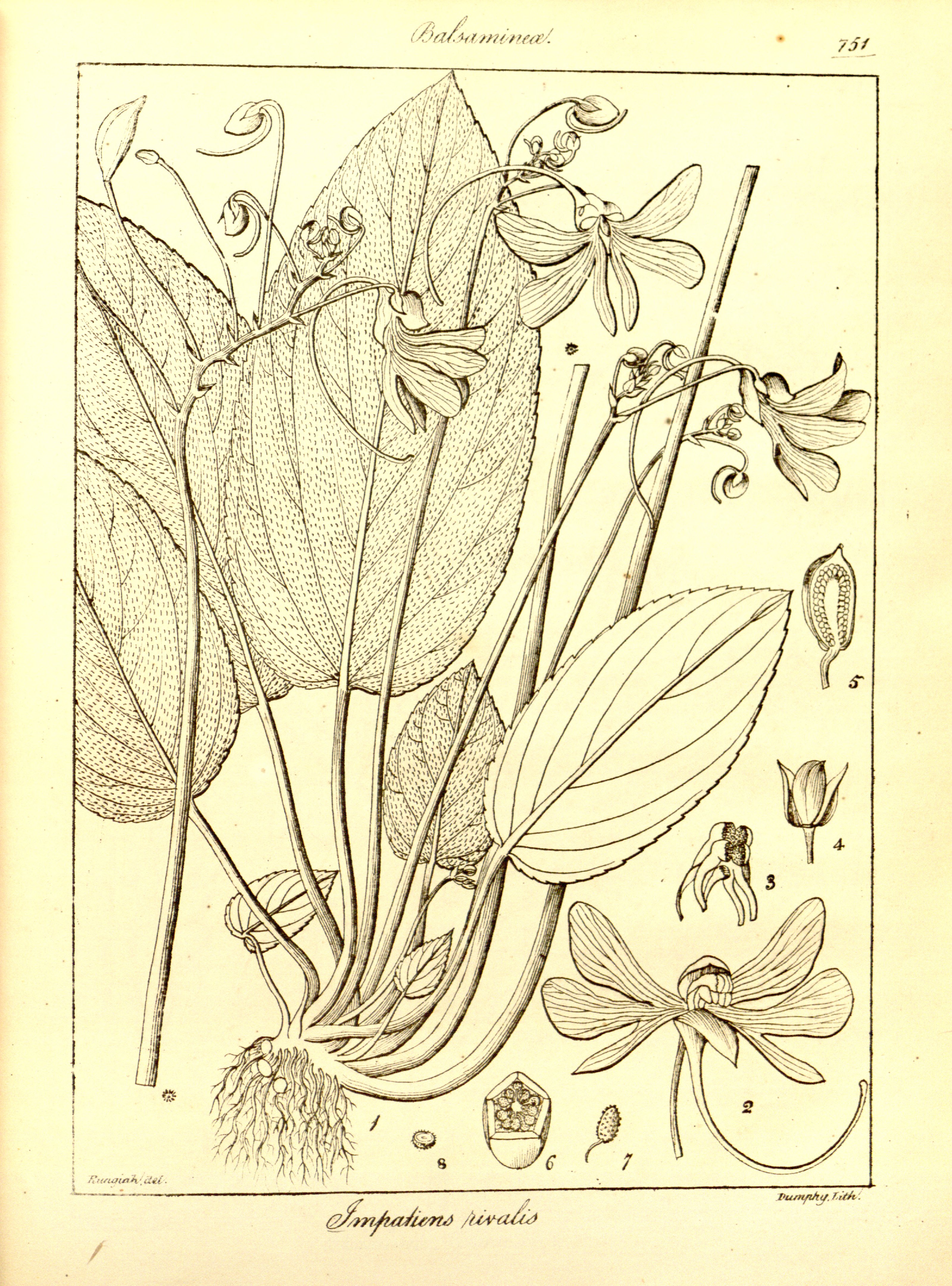 no full size  illustration available (3a)