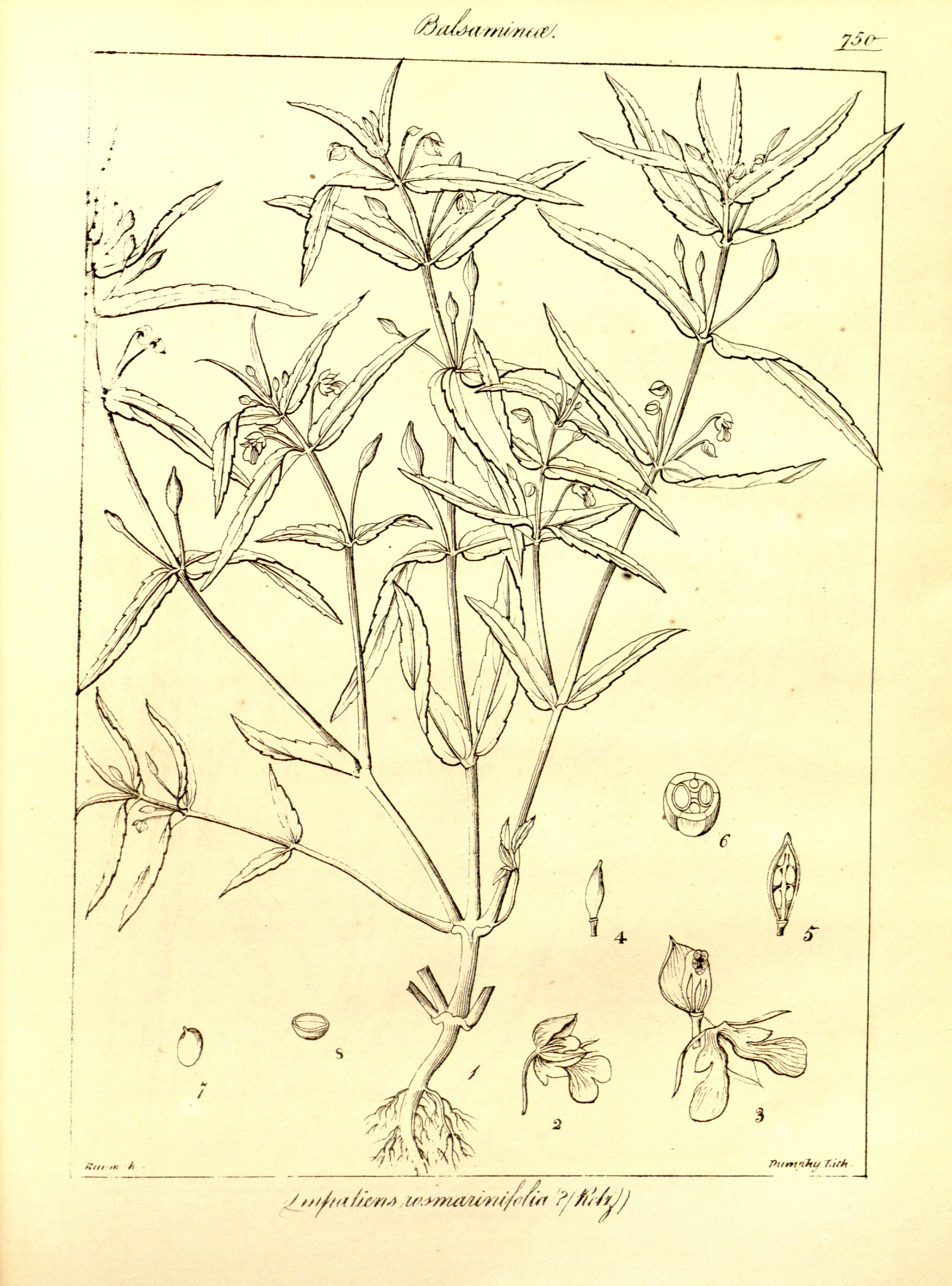 no full size  illustration available (3a)