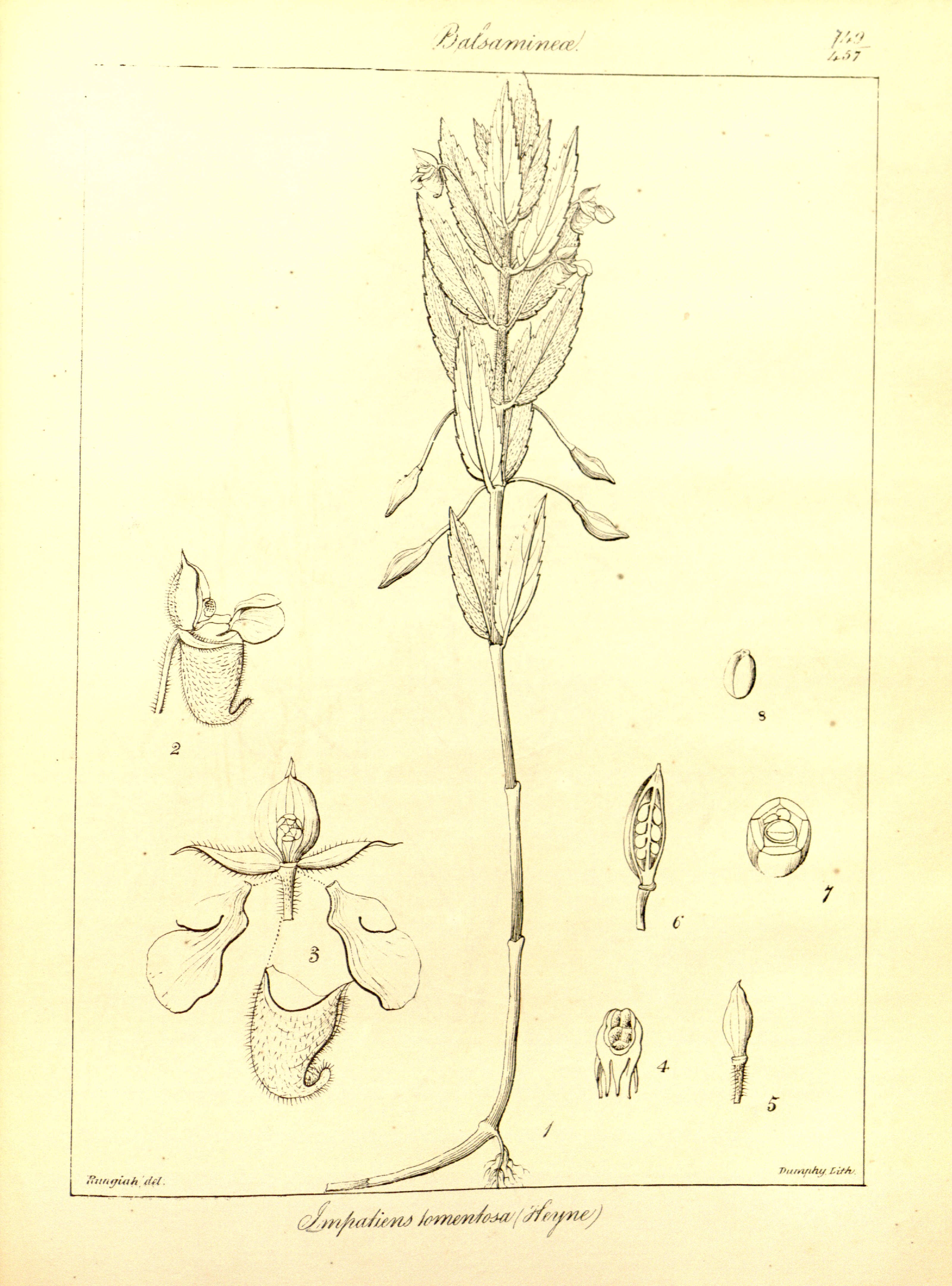 no full size  illustration available (3a)