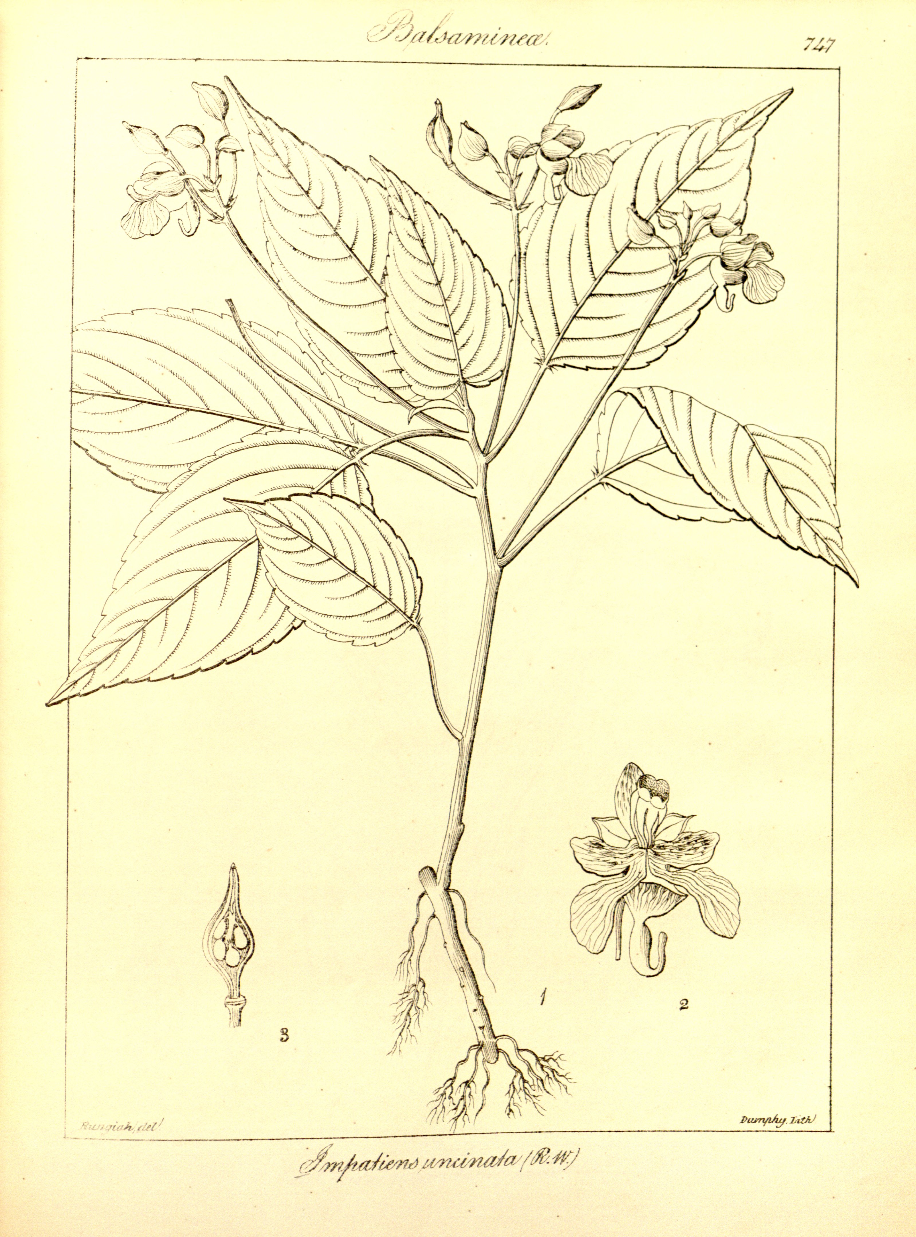 no full size  illustration available (3a)