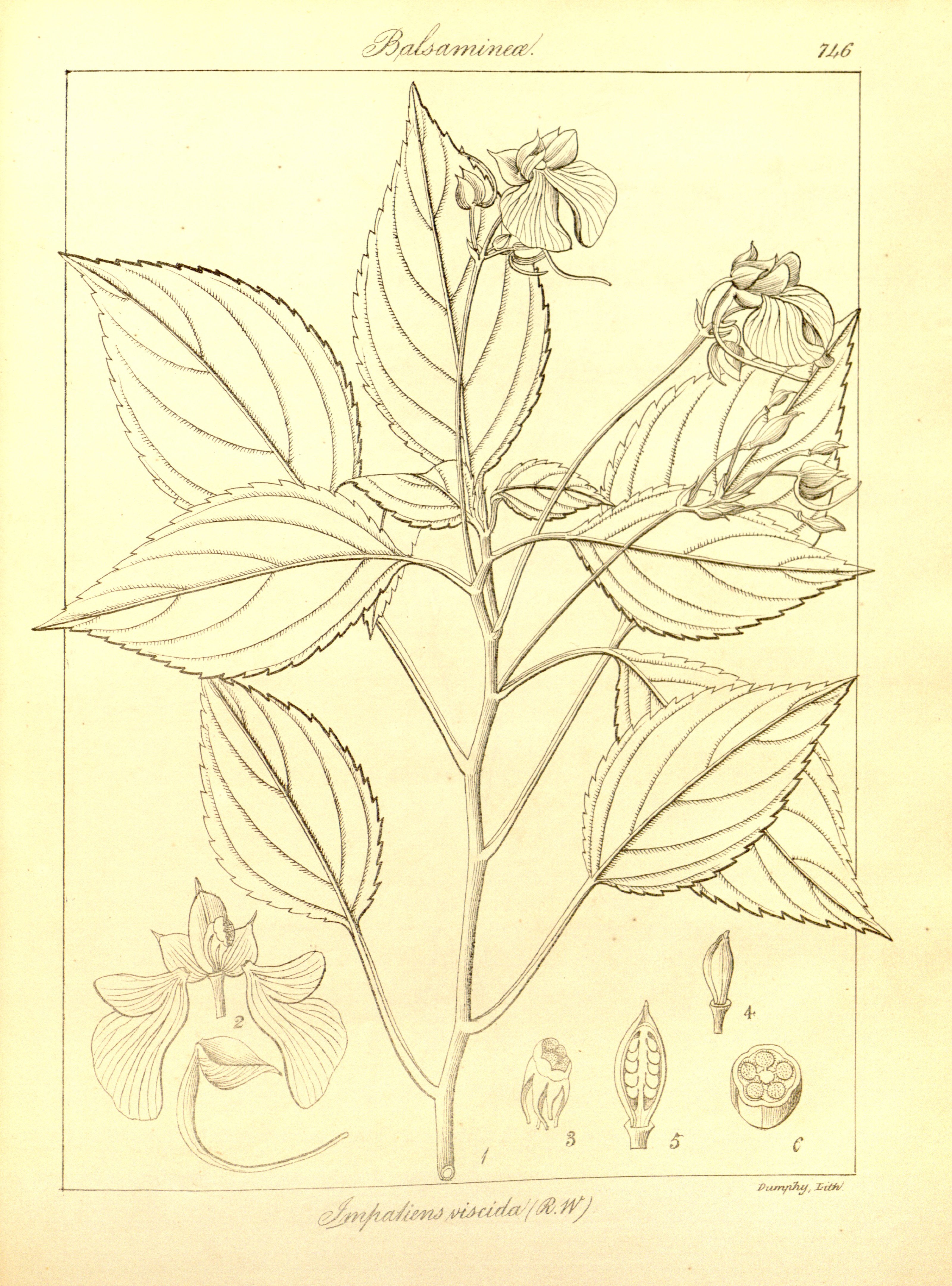 no full size  illustration available (3a)