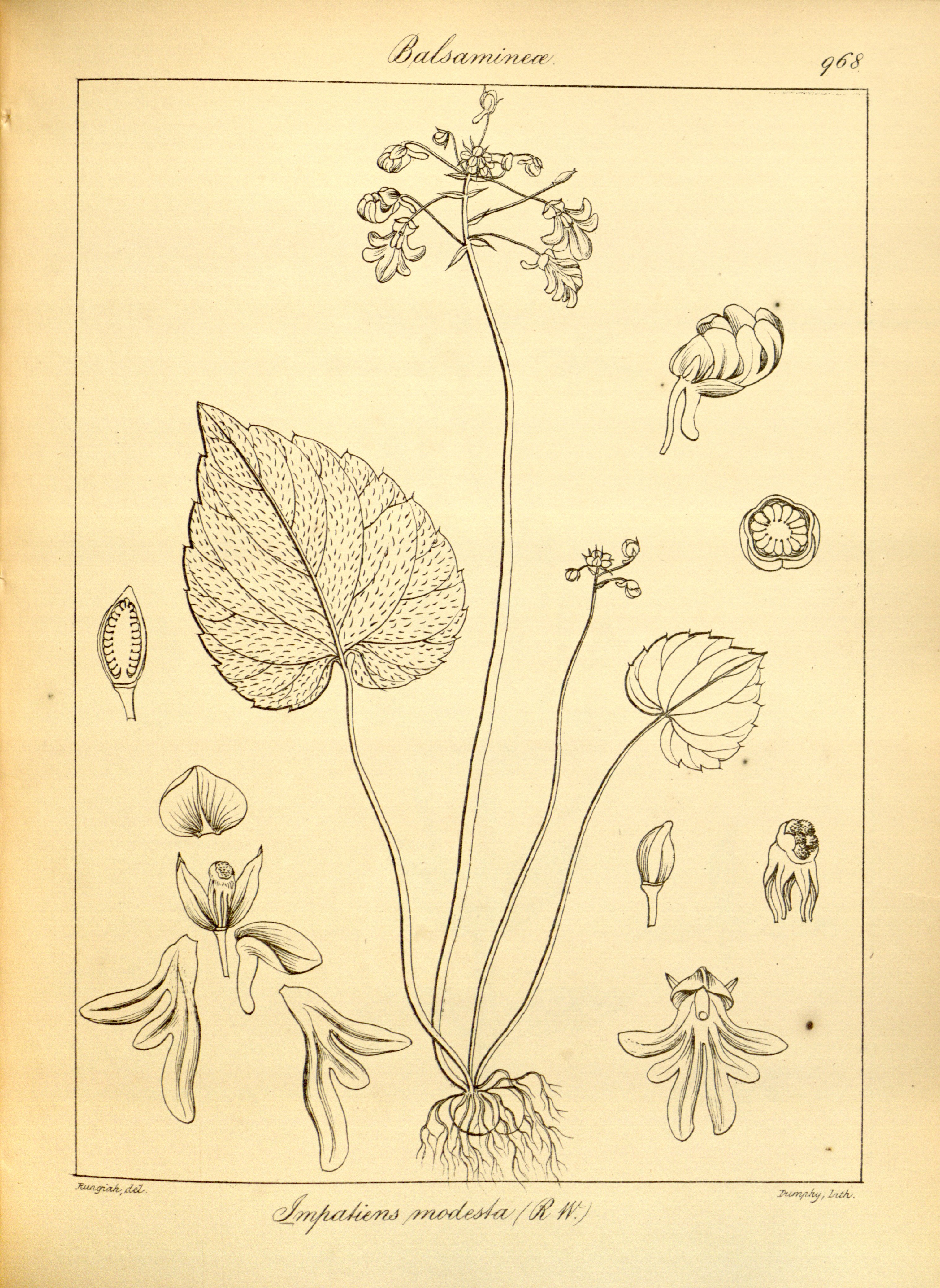 no full size  illustration available (3a)