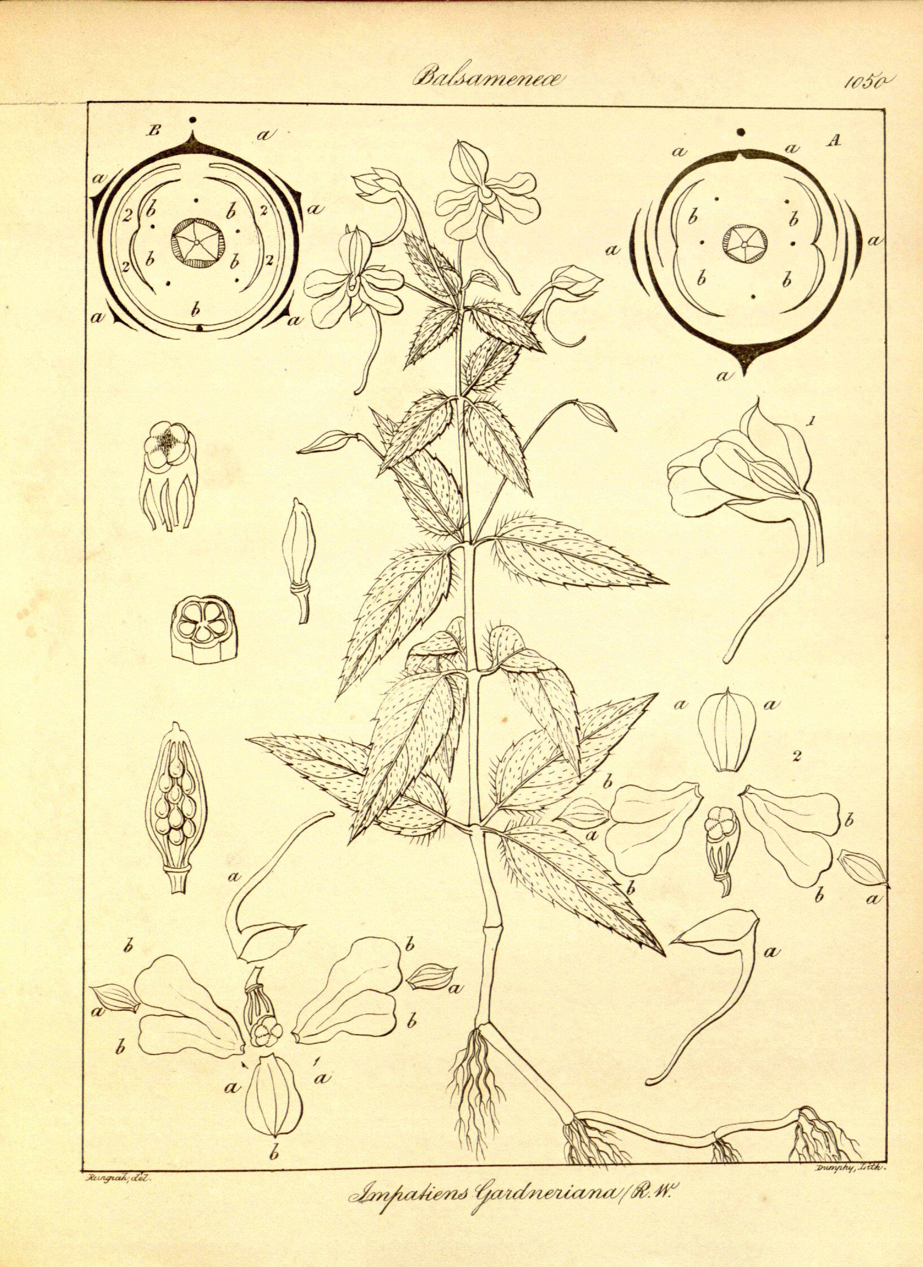 no full size  illustration available (3a)