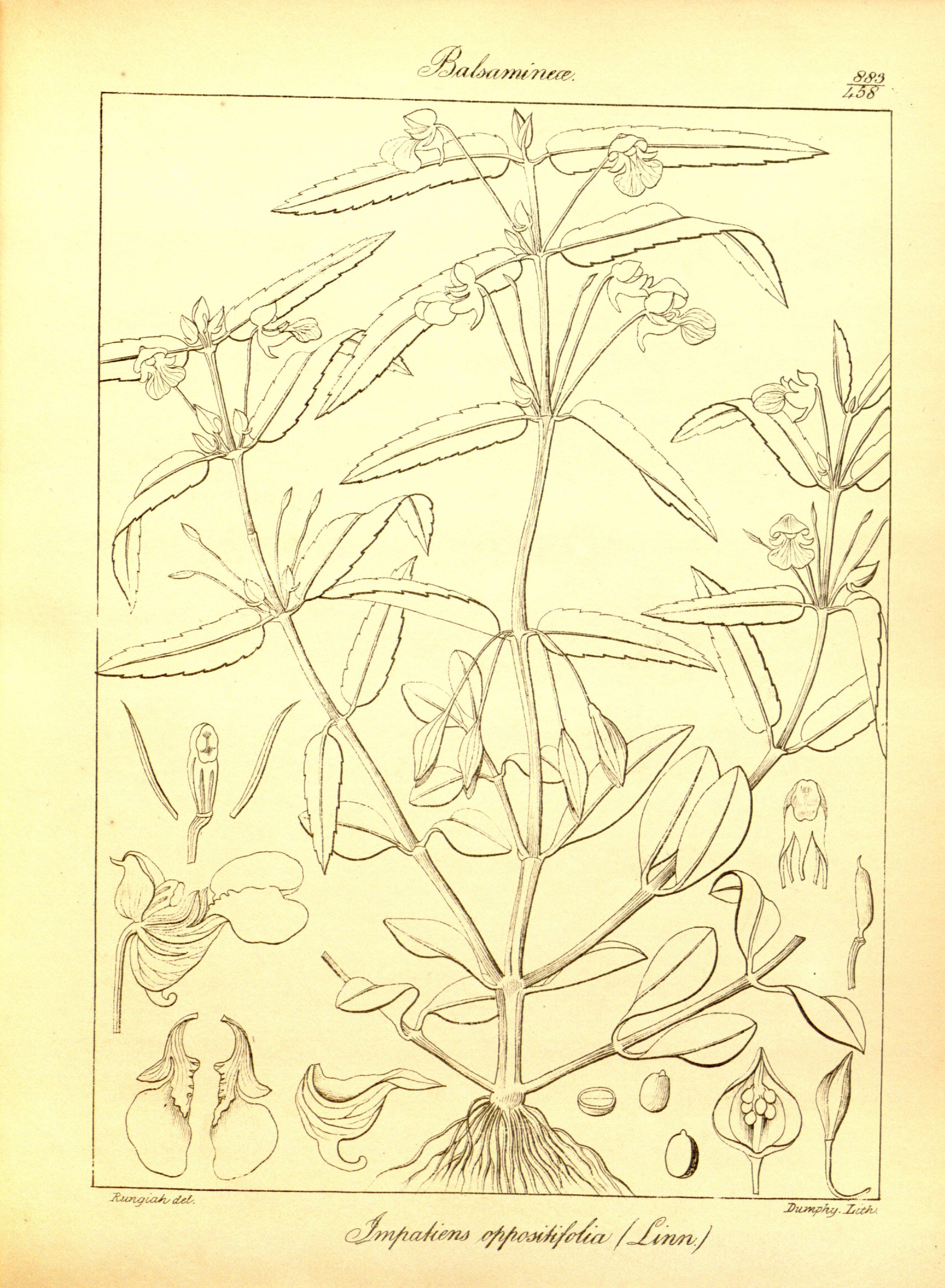 no full size  illustration available (3a)