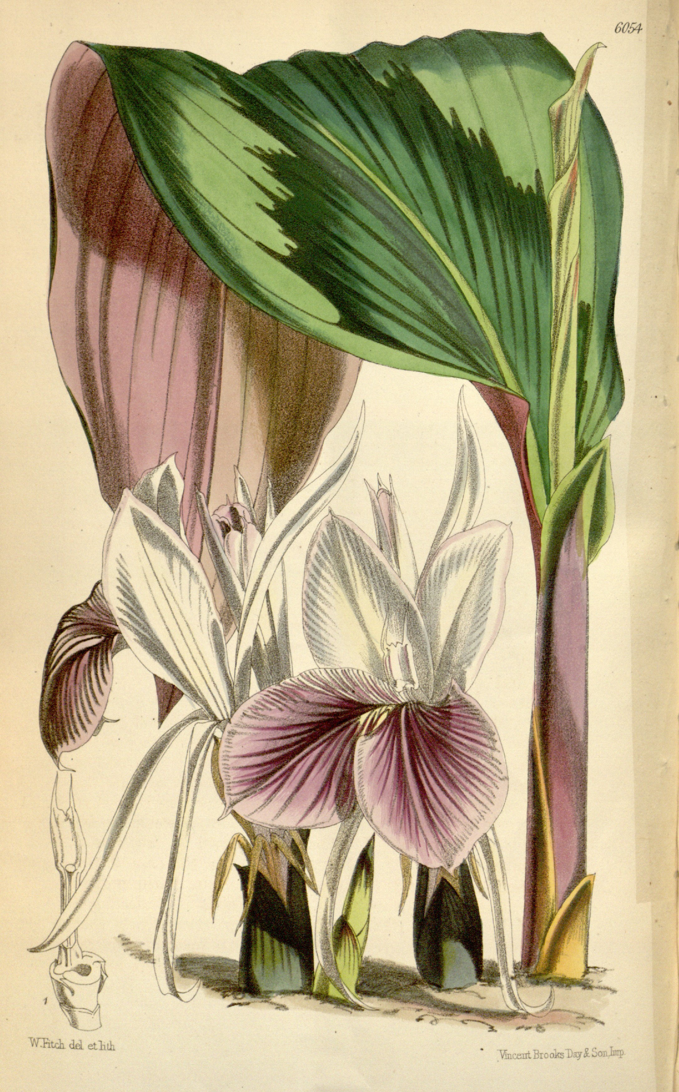 no full size  illustration available (3a)