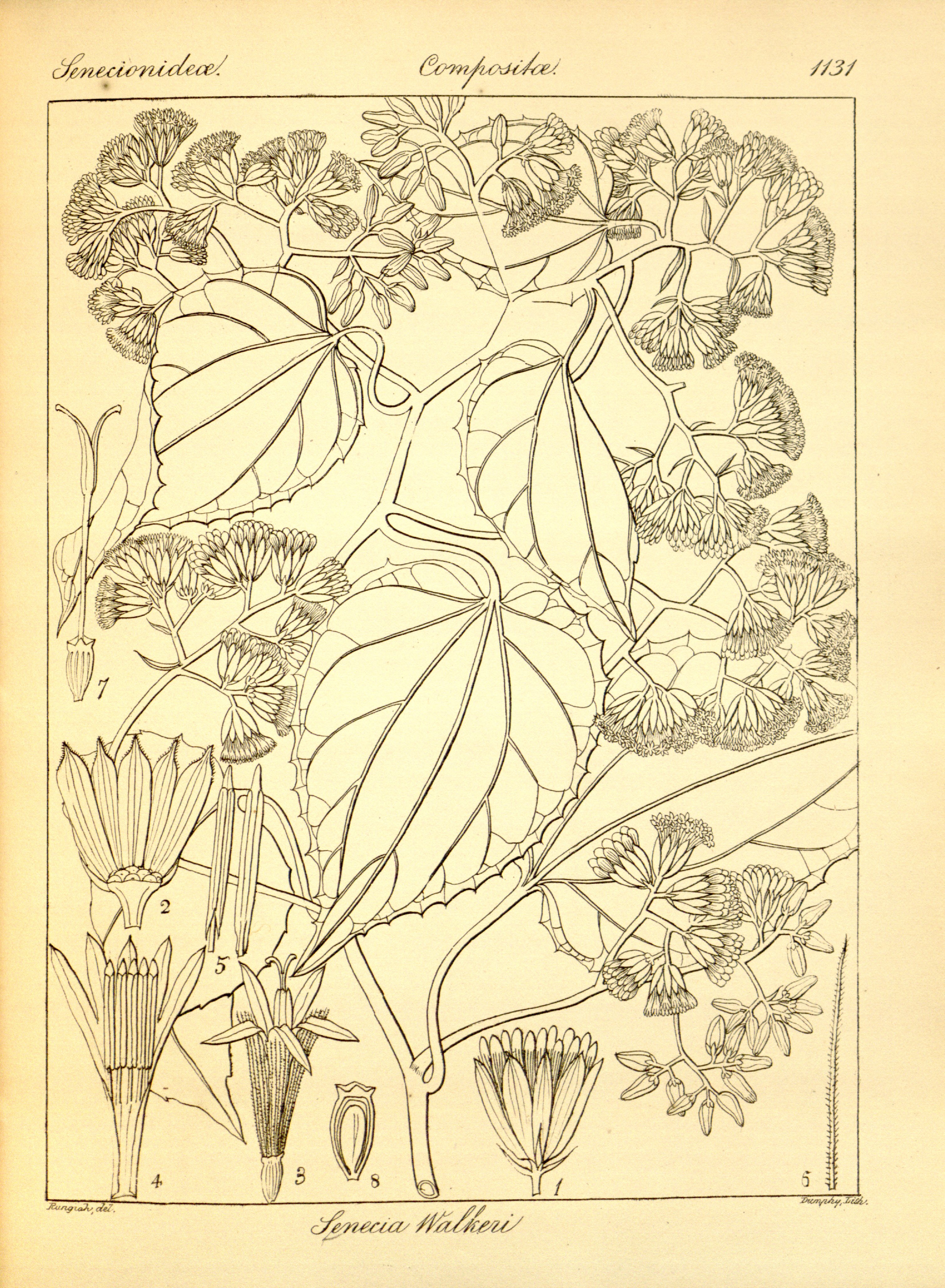 no full size  illustration available (3a)