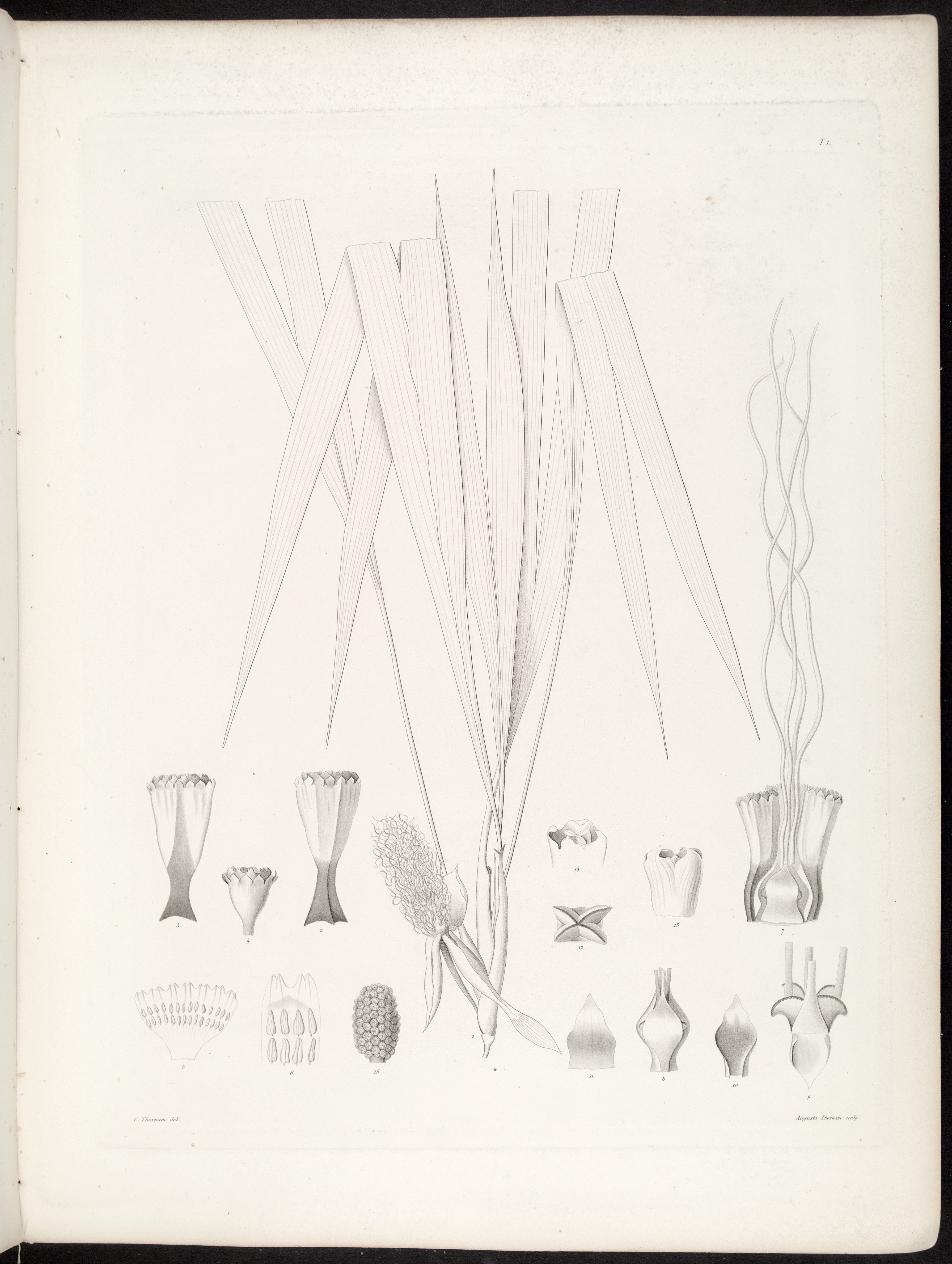 no full size  illustration available (3a)