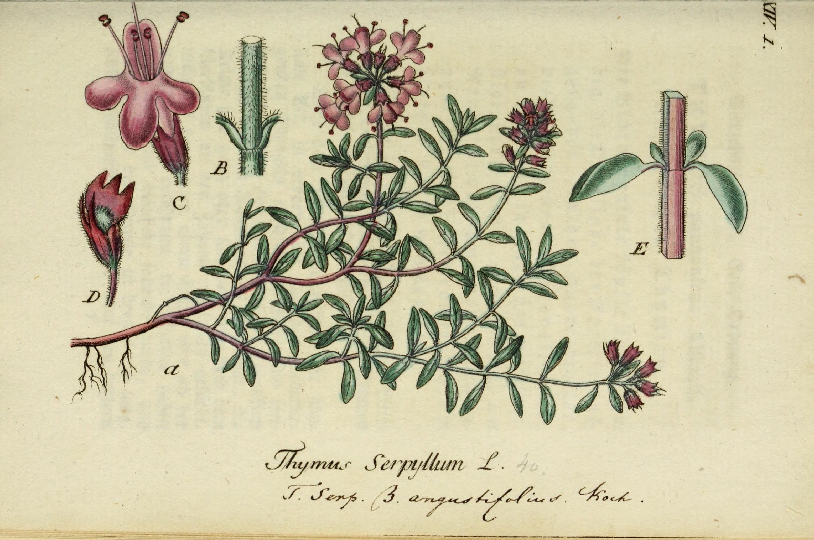 no full size  illustration available (3a)