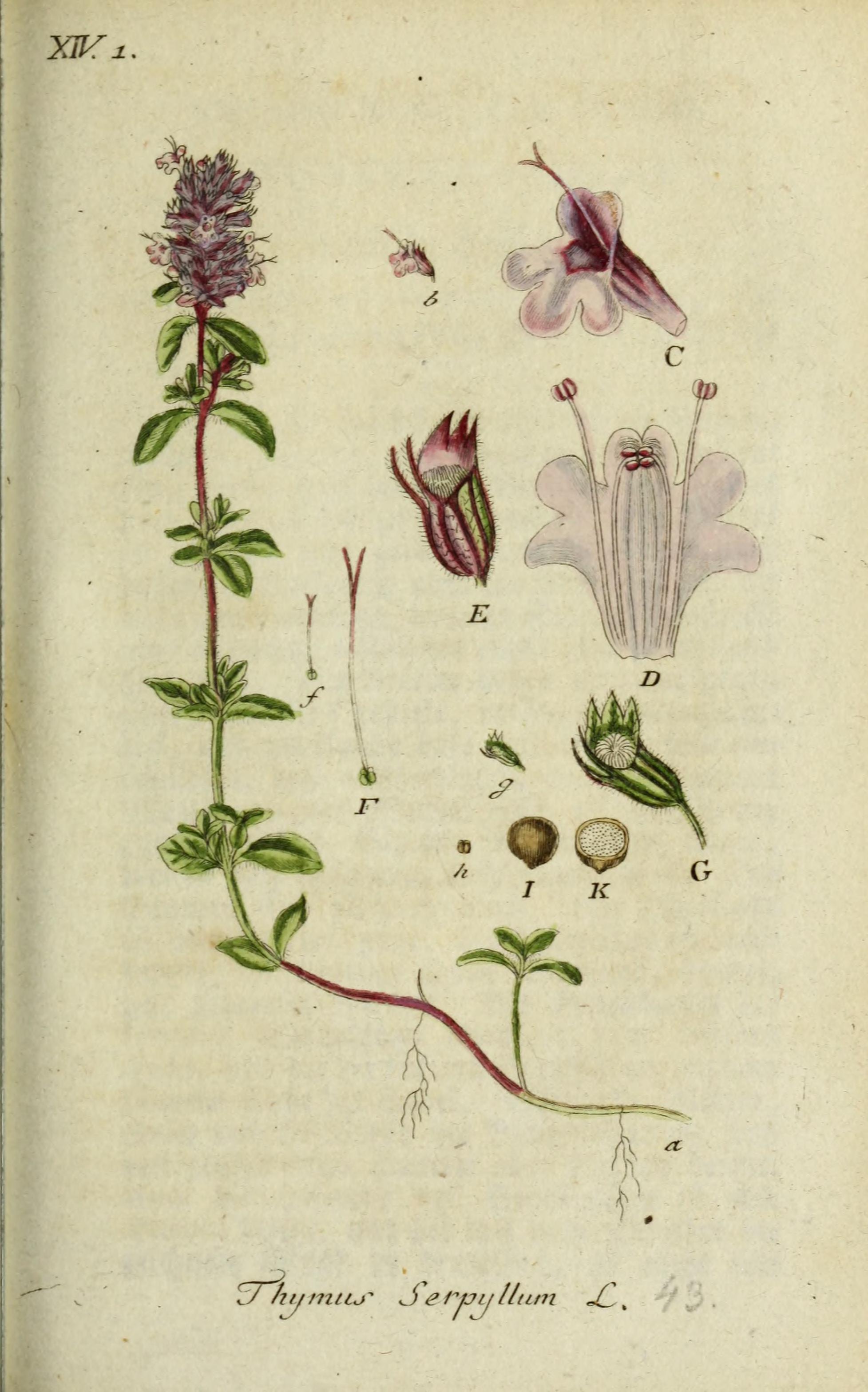 no full size  illustration available (3a)