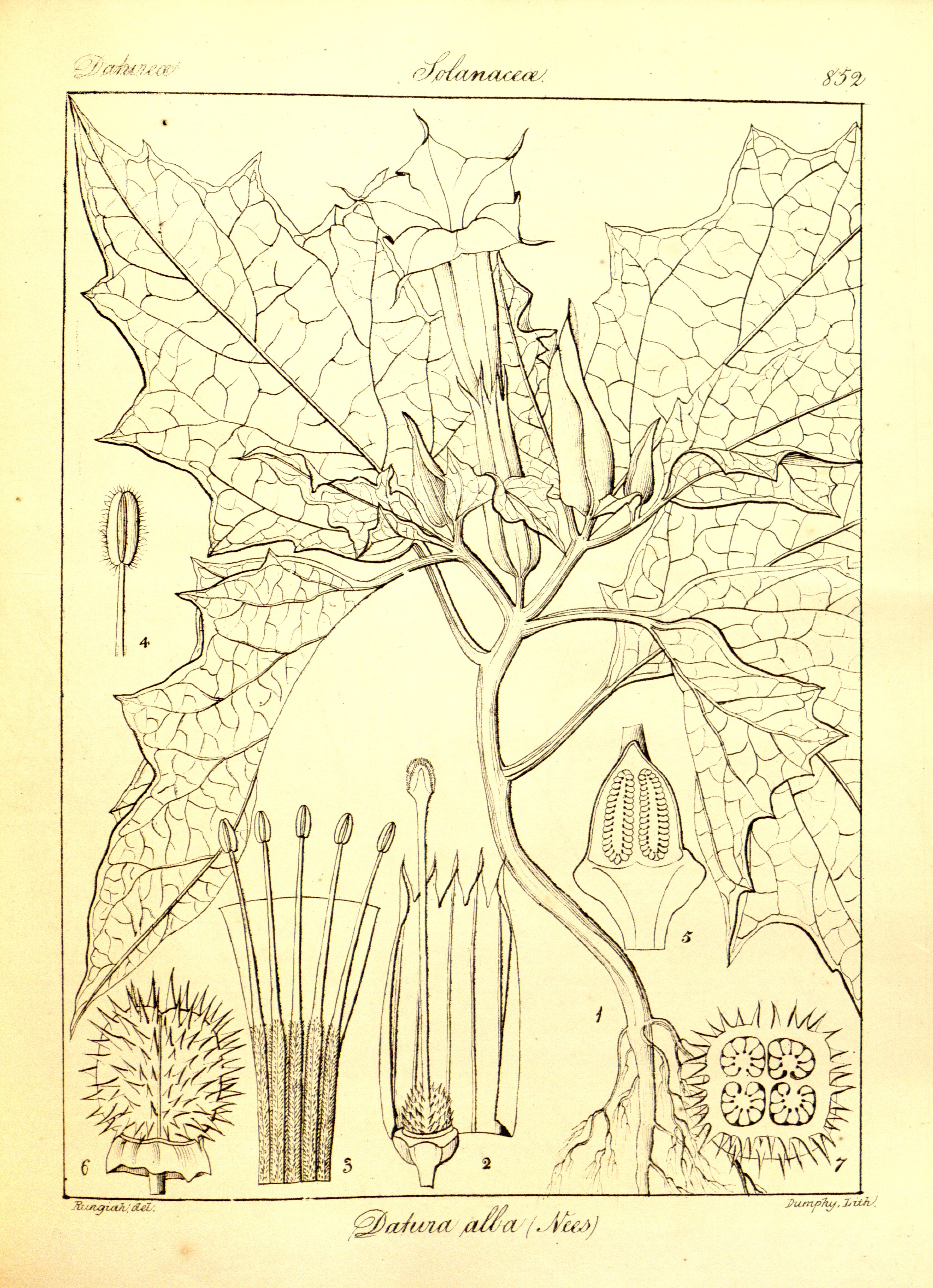 no full size  illustration available (3a)