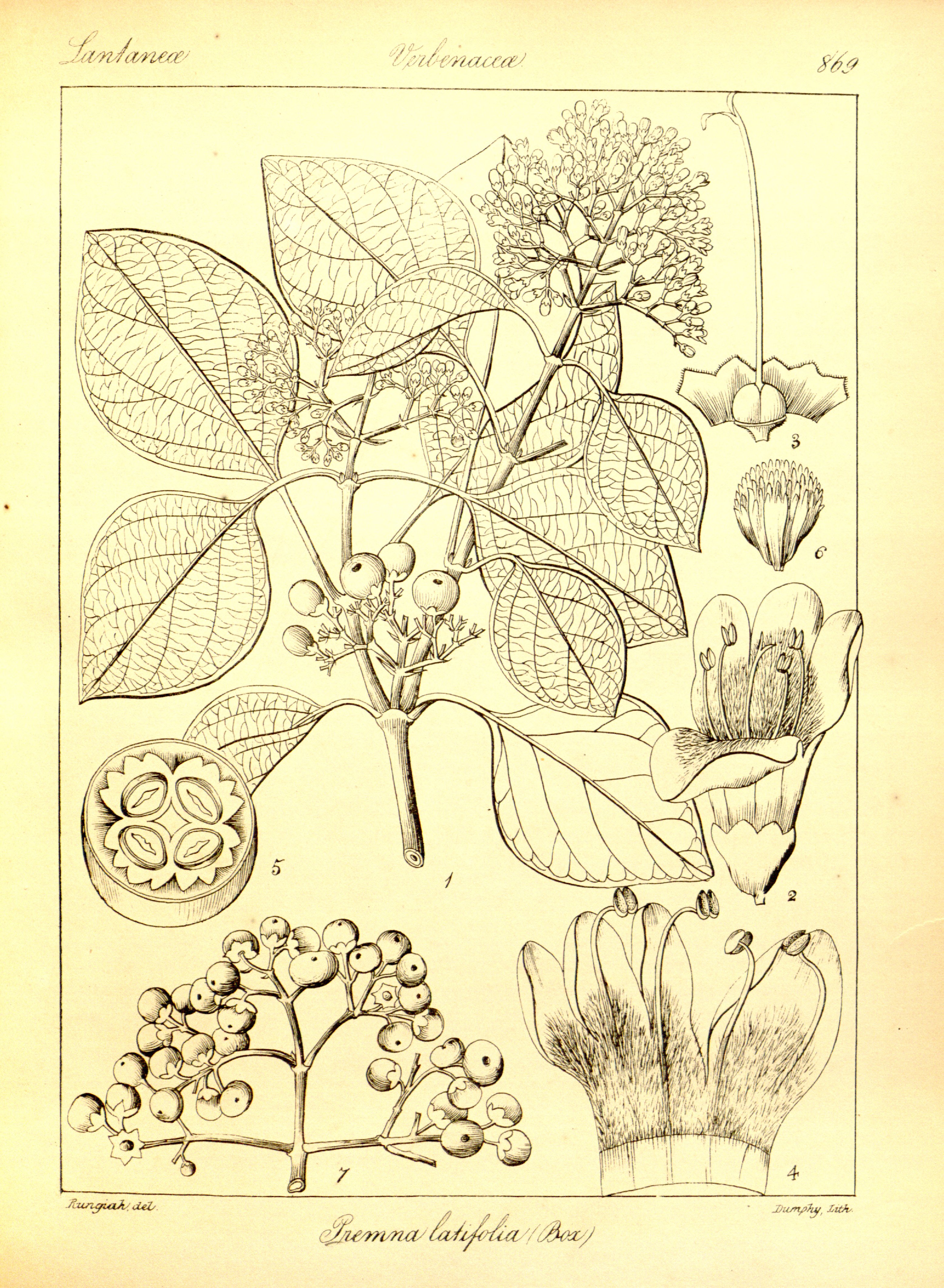 no full size  illustration available (3a)