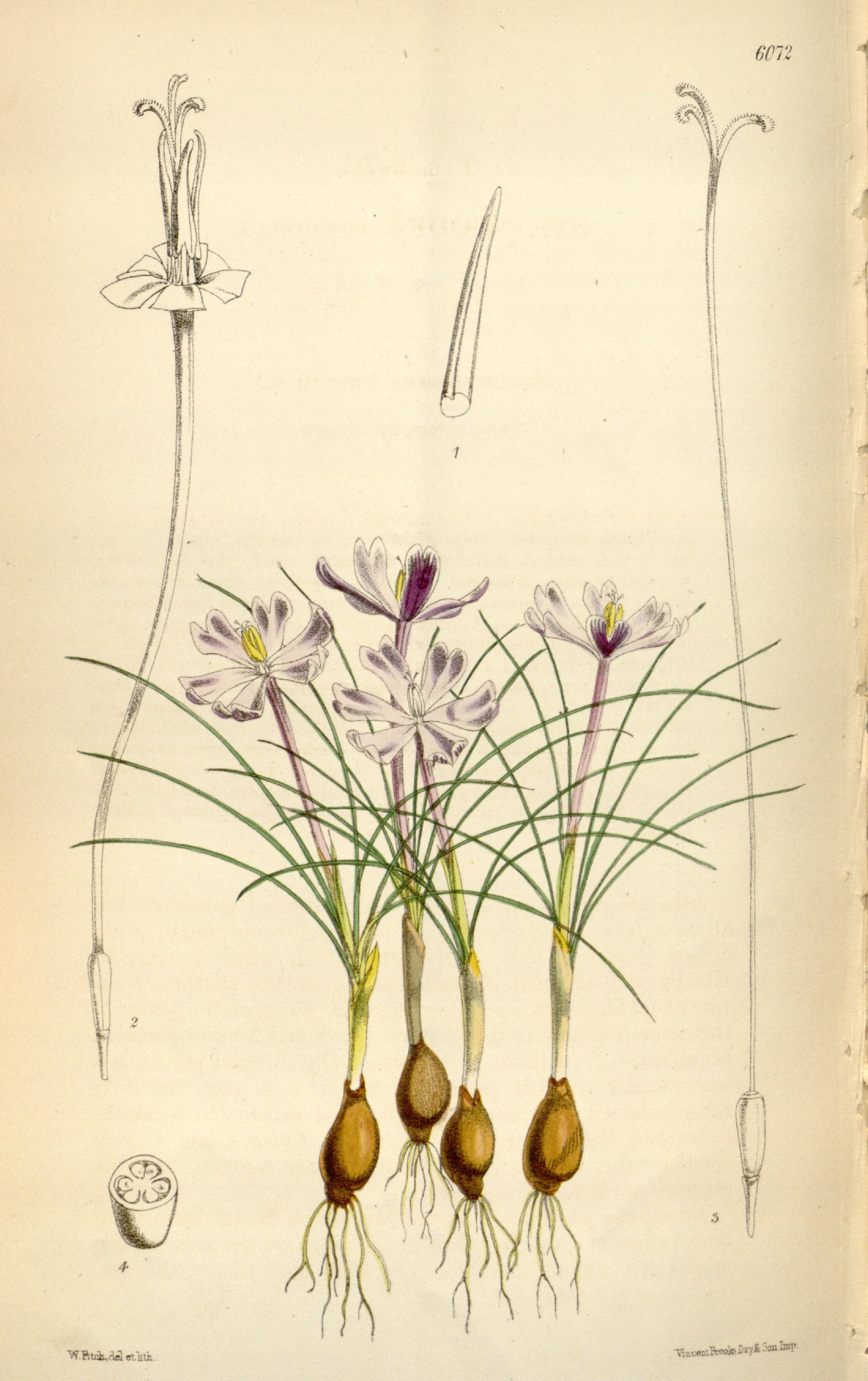 no full size  illustration available (3a)