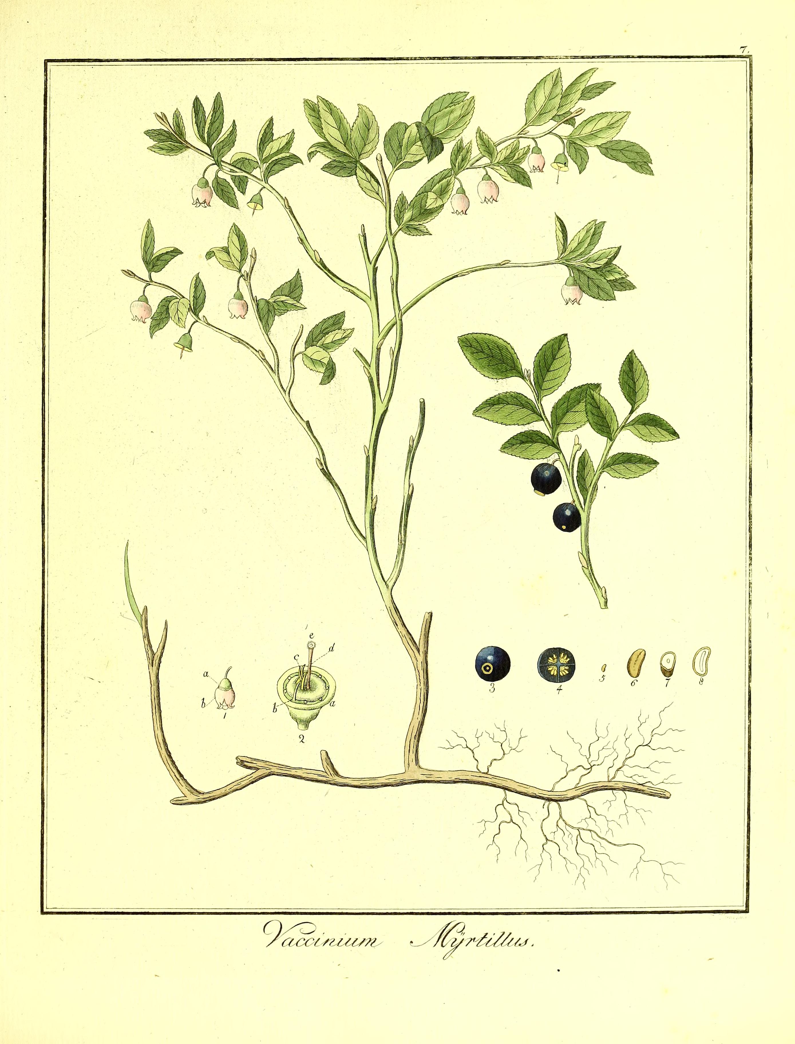 no full size  illustration available (3a)