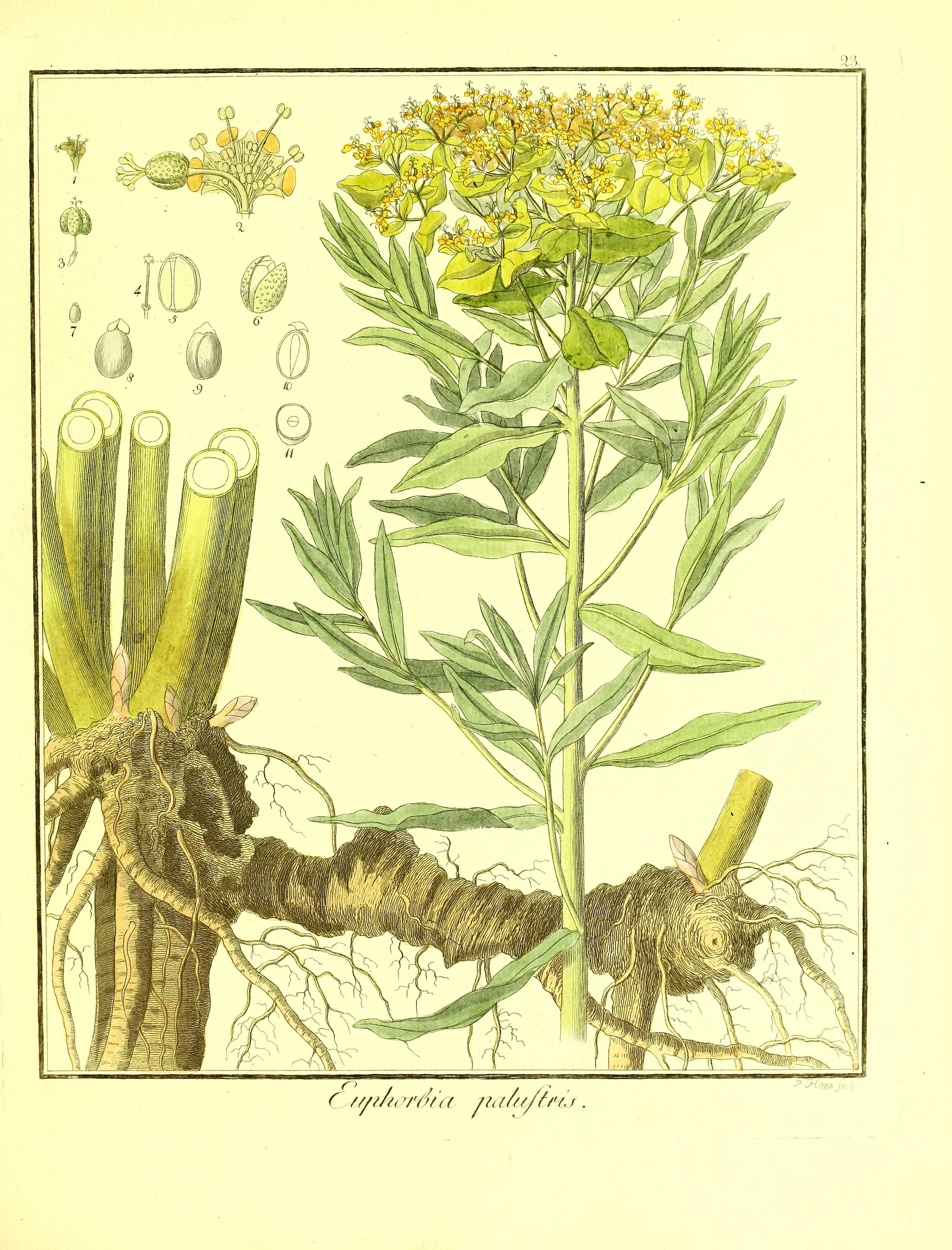 no full size  illustration available (3a)