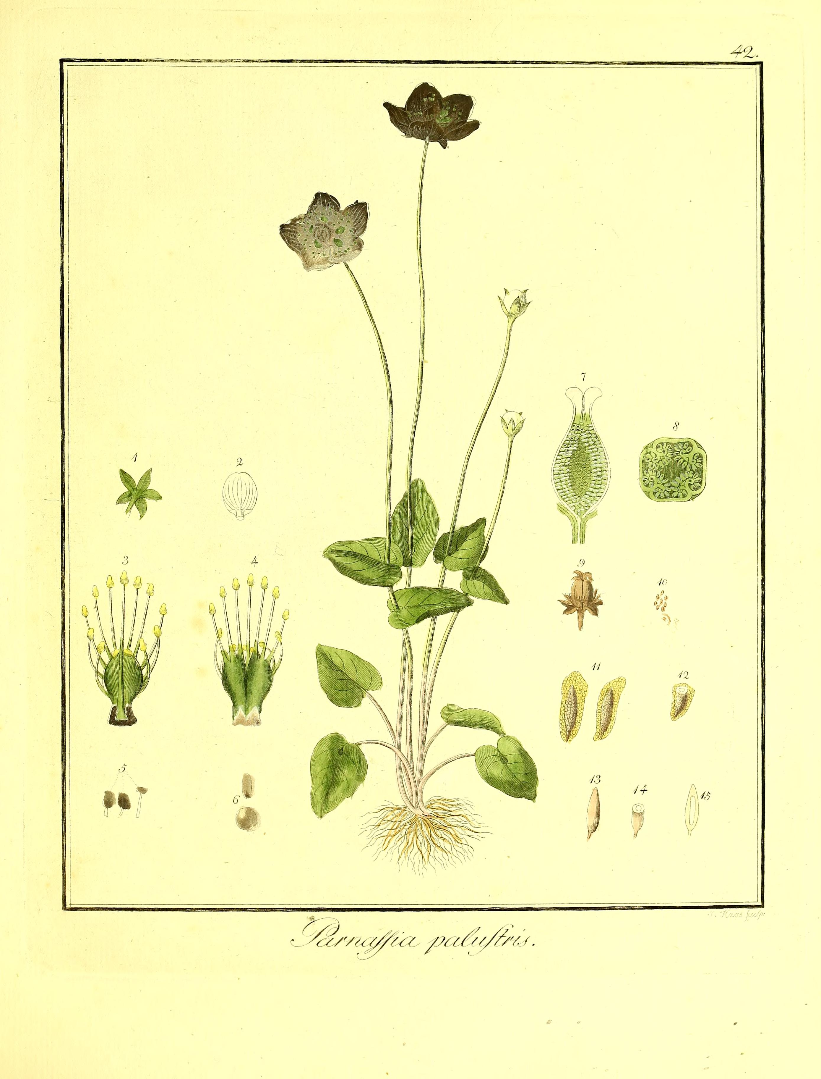 no full size  illustration available (3a)