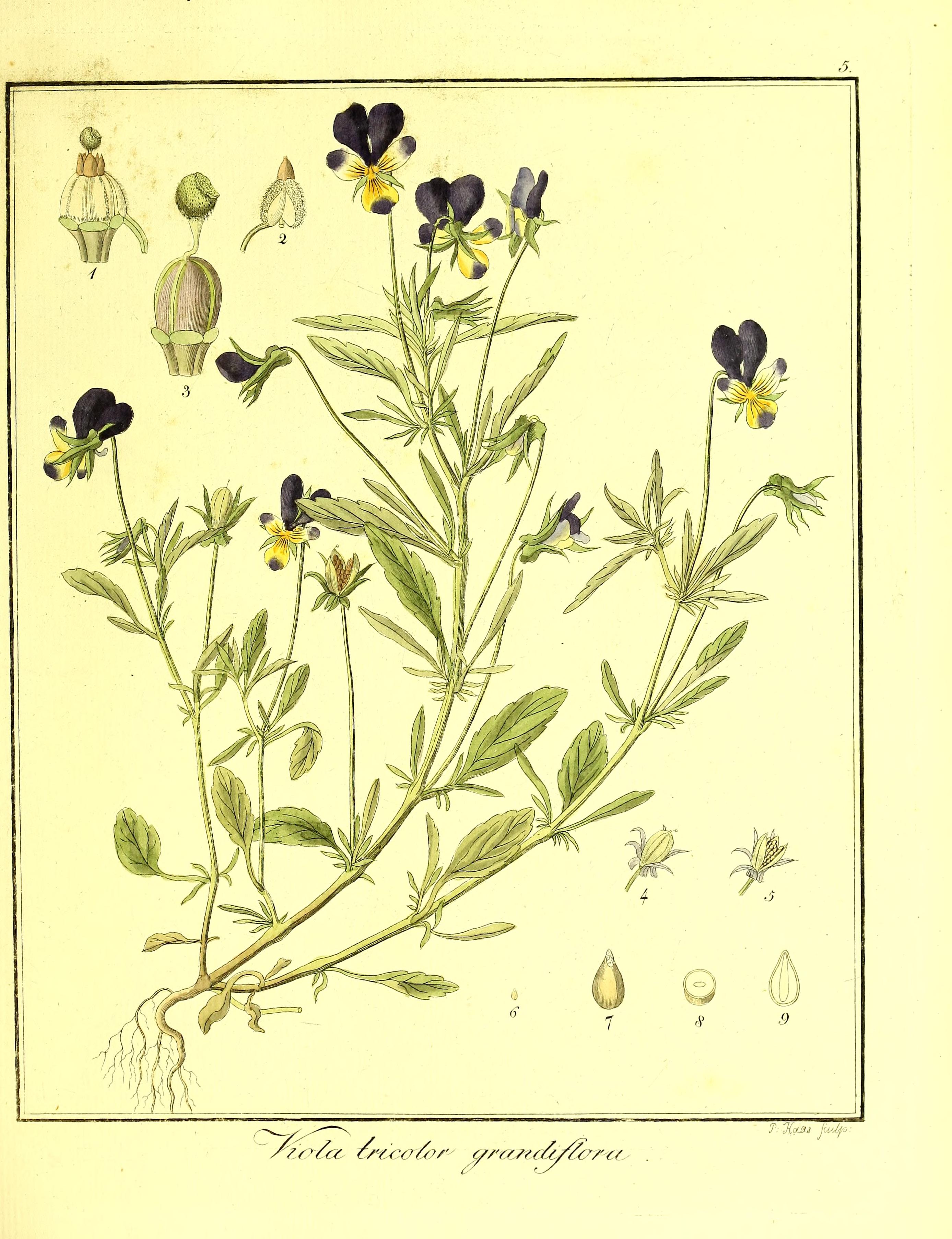 no full size  illustration available (3a)