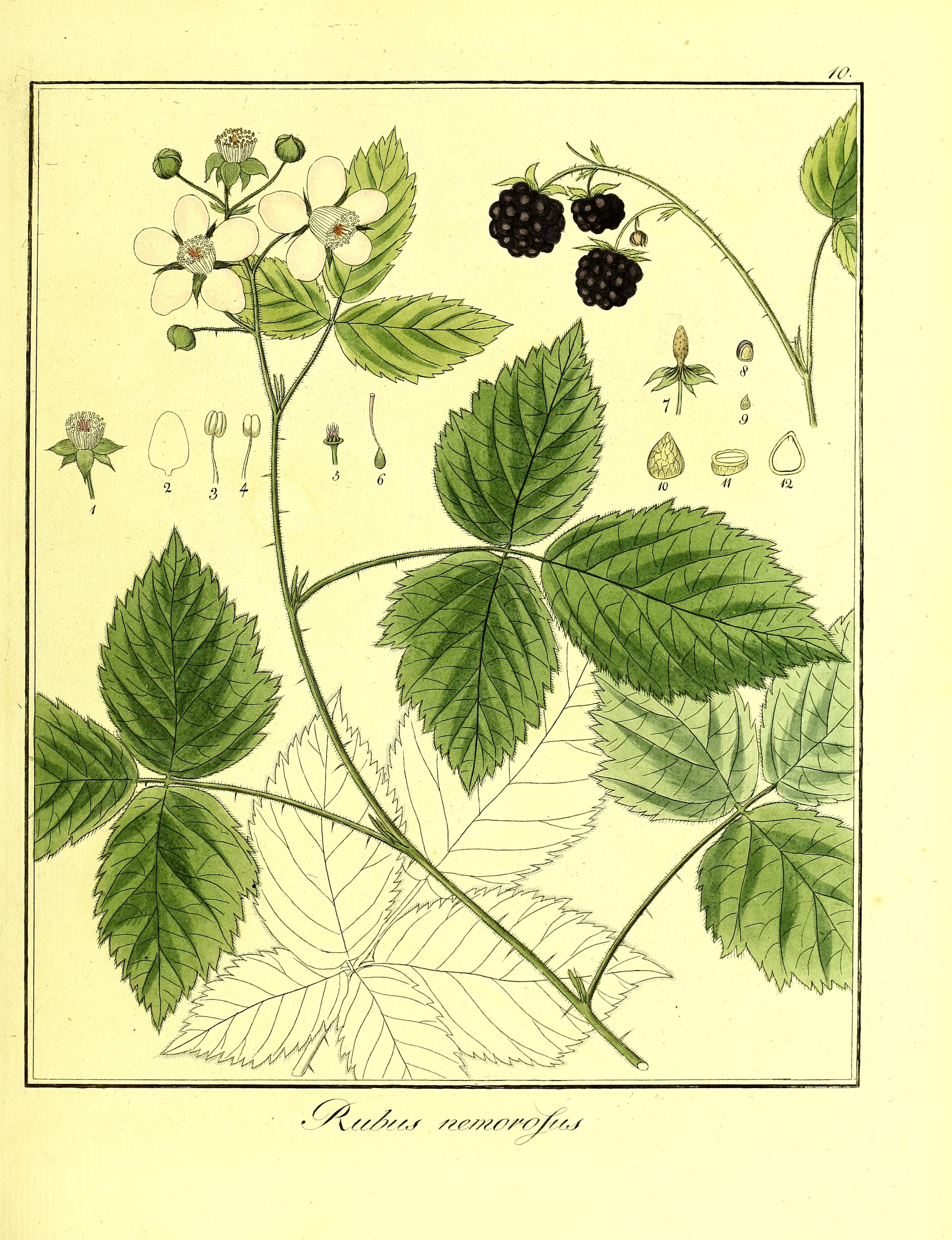 no full size  illustration available (3a)