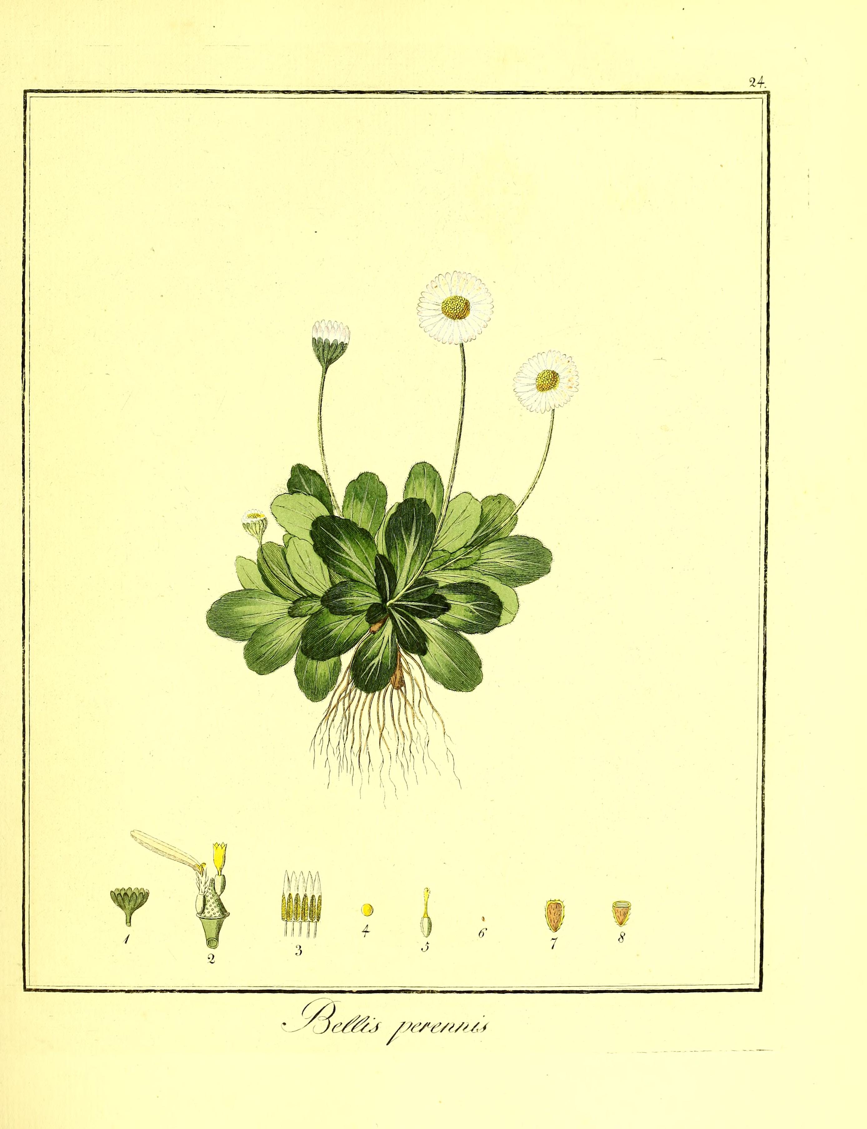 no full size  illustration available (3a)