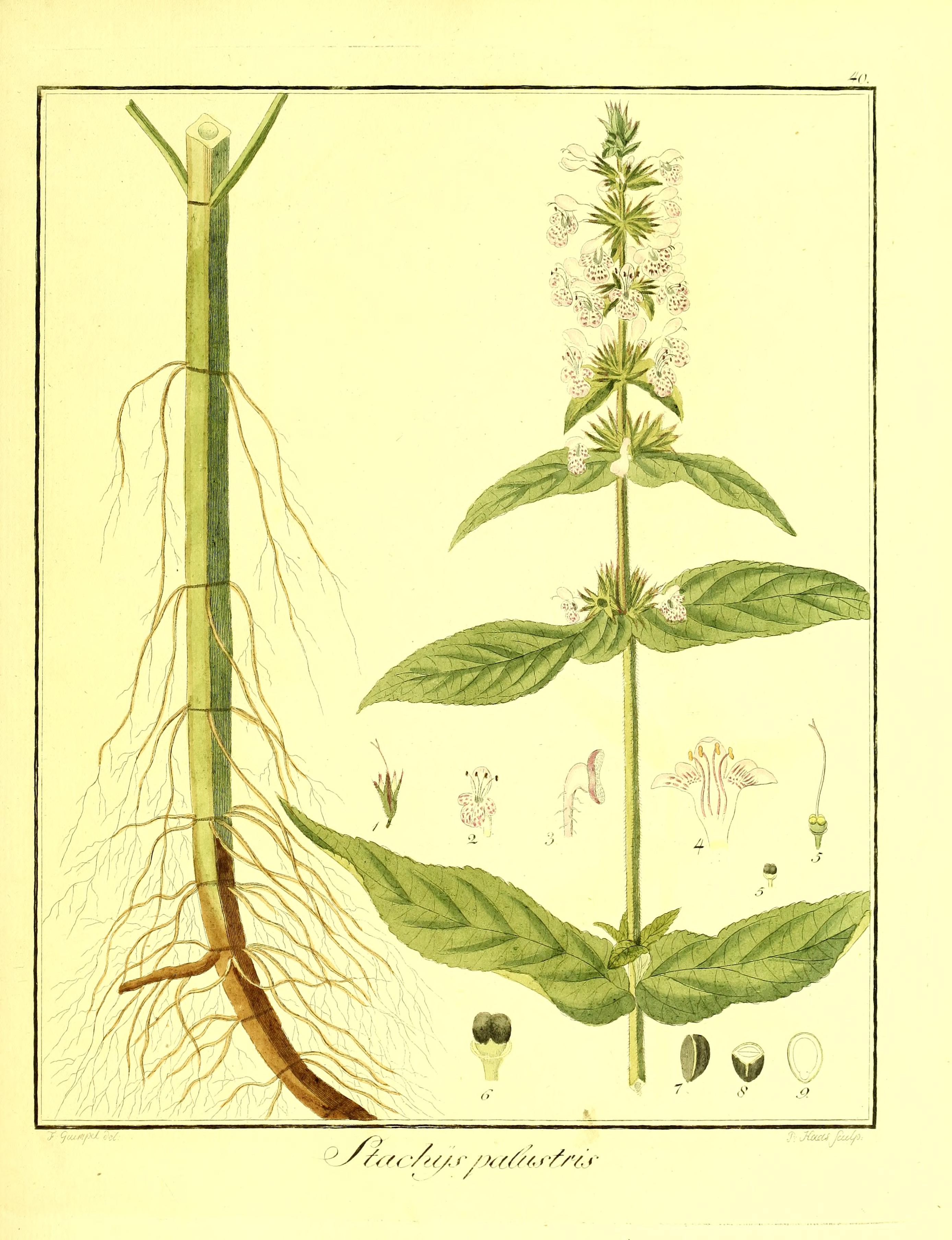 no full size  illustration available (3a)