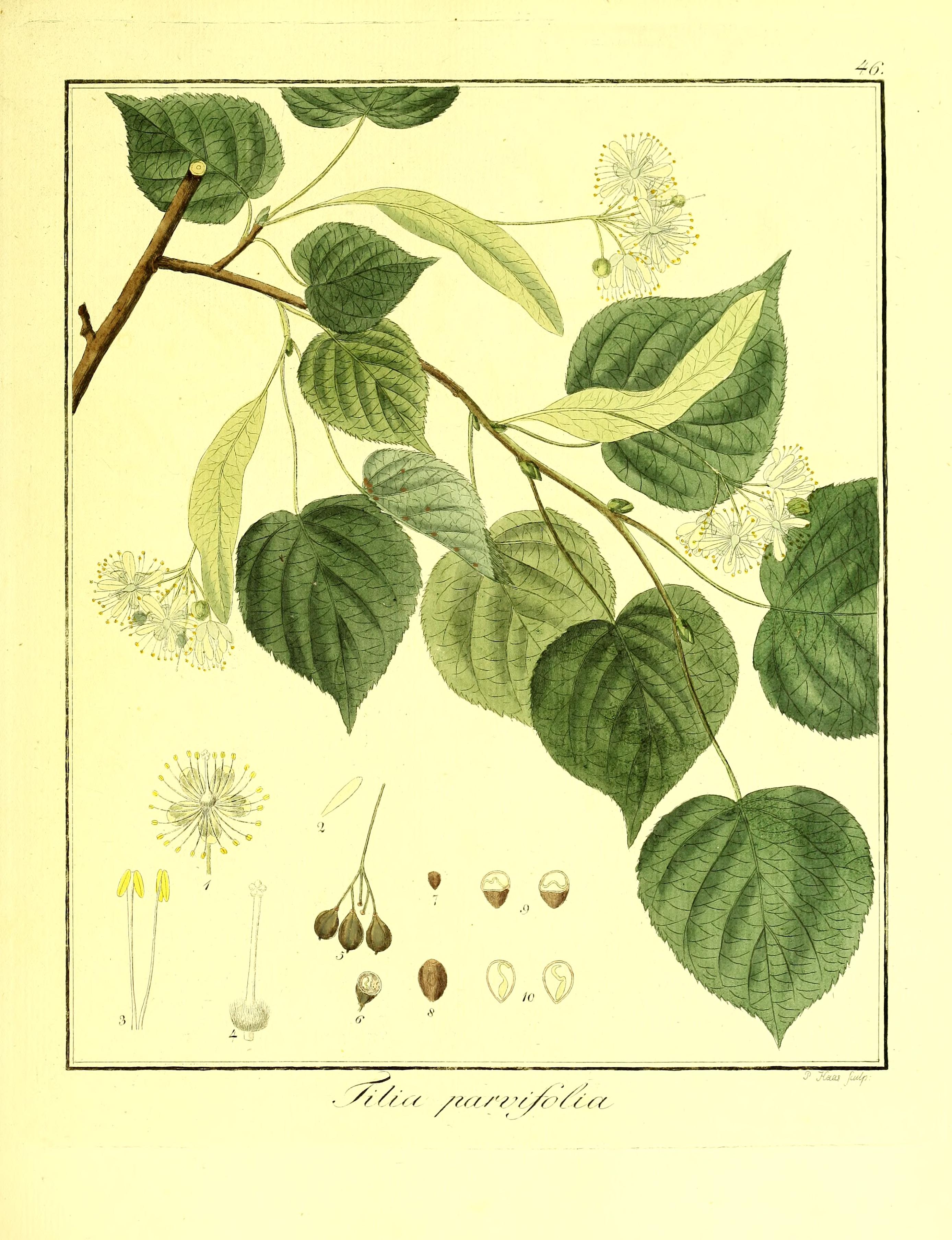 no full size  illustration available (3a)