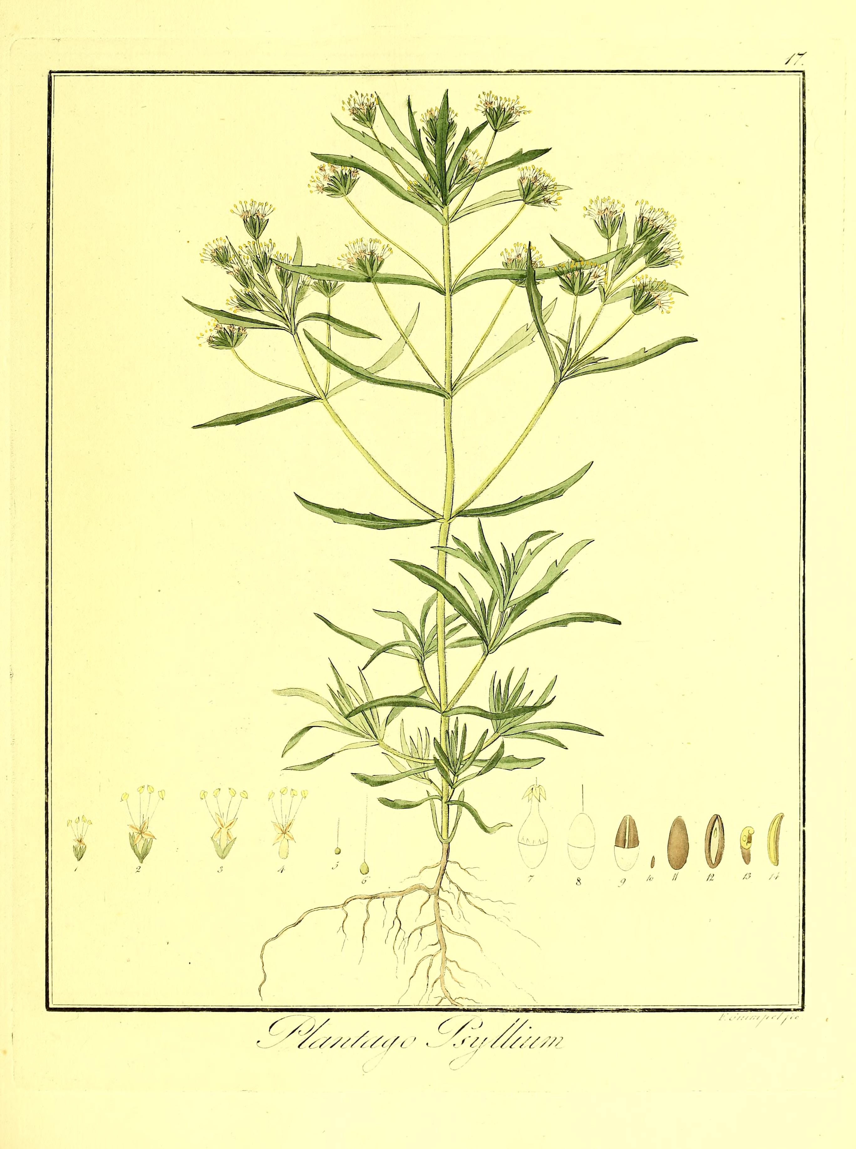 no full size  illustration available (3a)