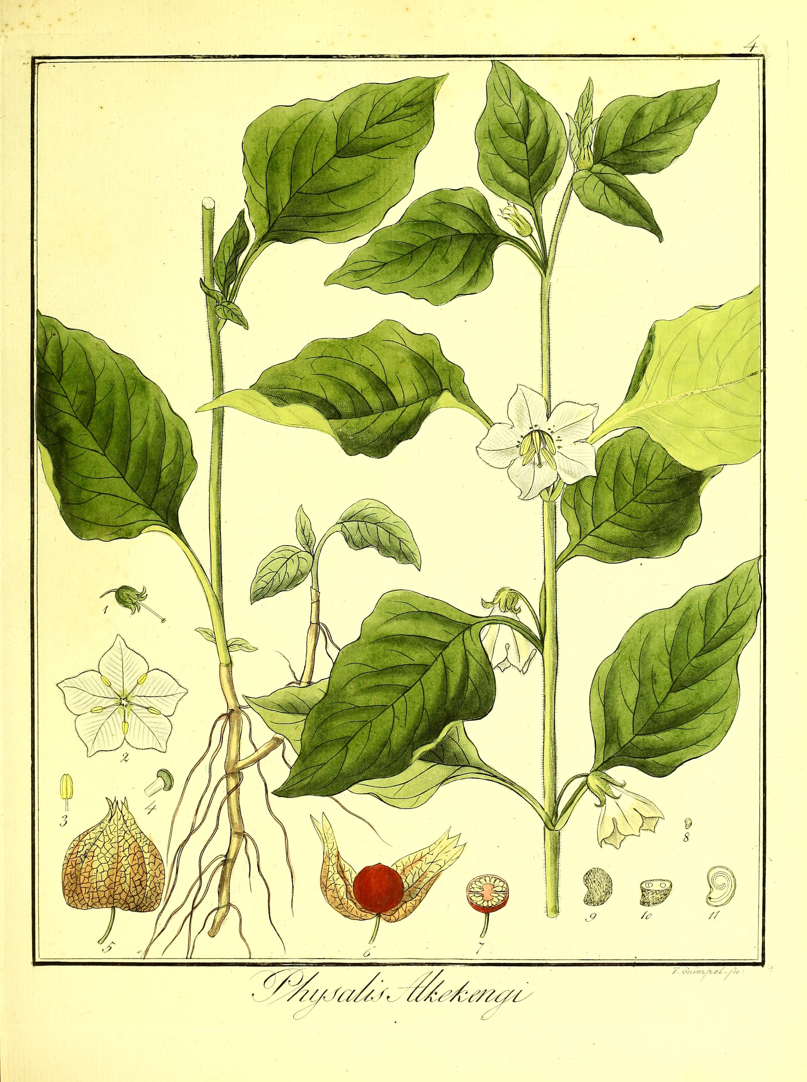 no full size  illustration available (3a)