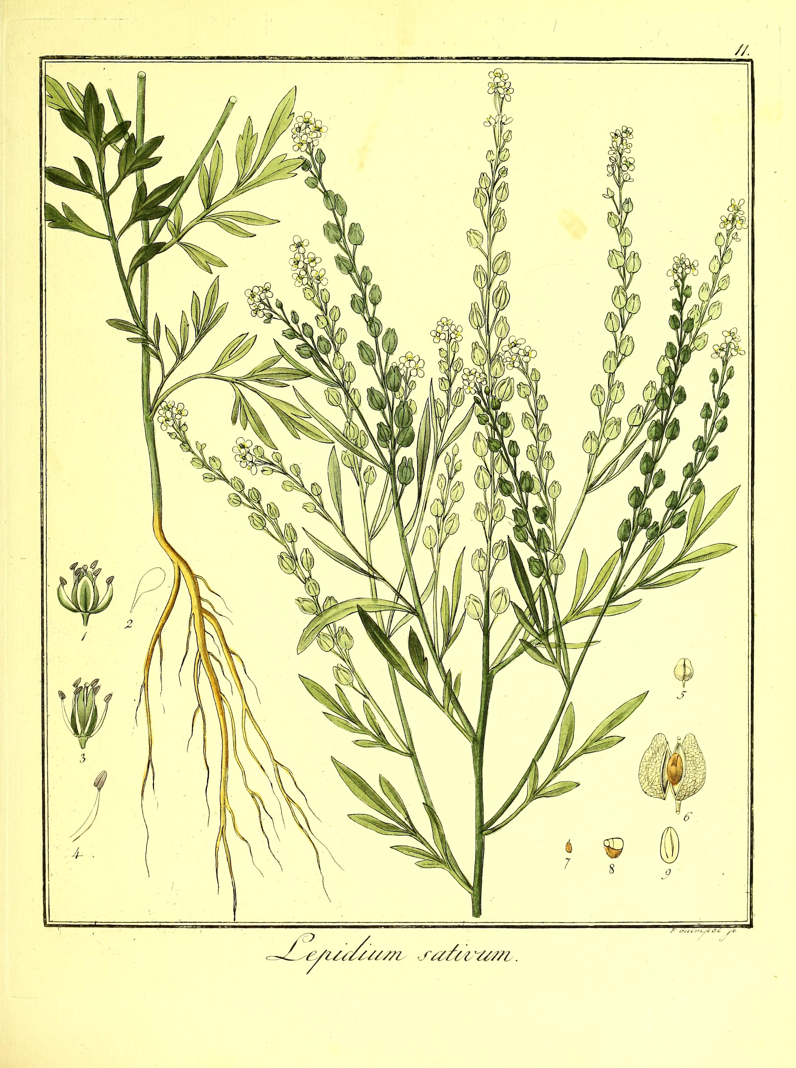 no full size  illustration available (3a)