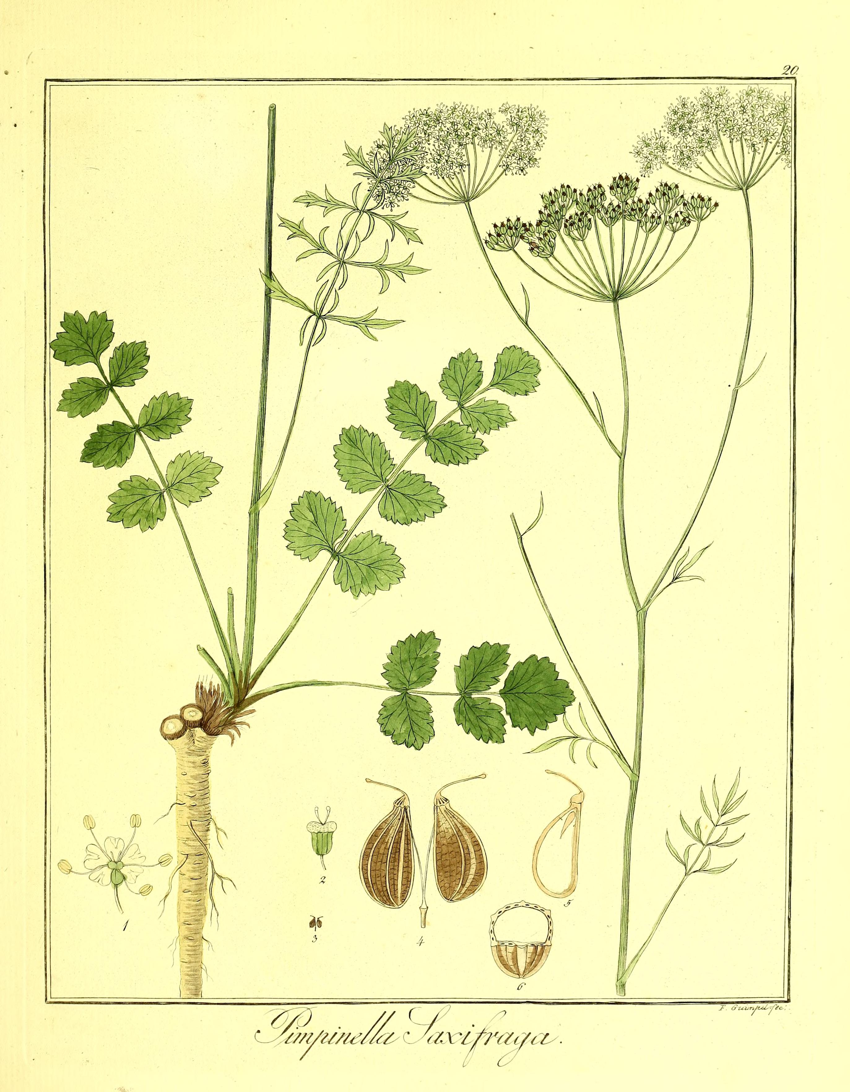 no full size  illustration available (3a)