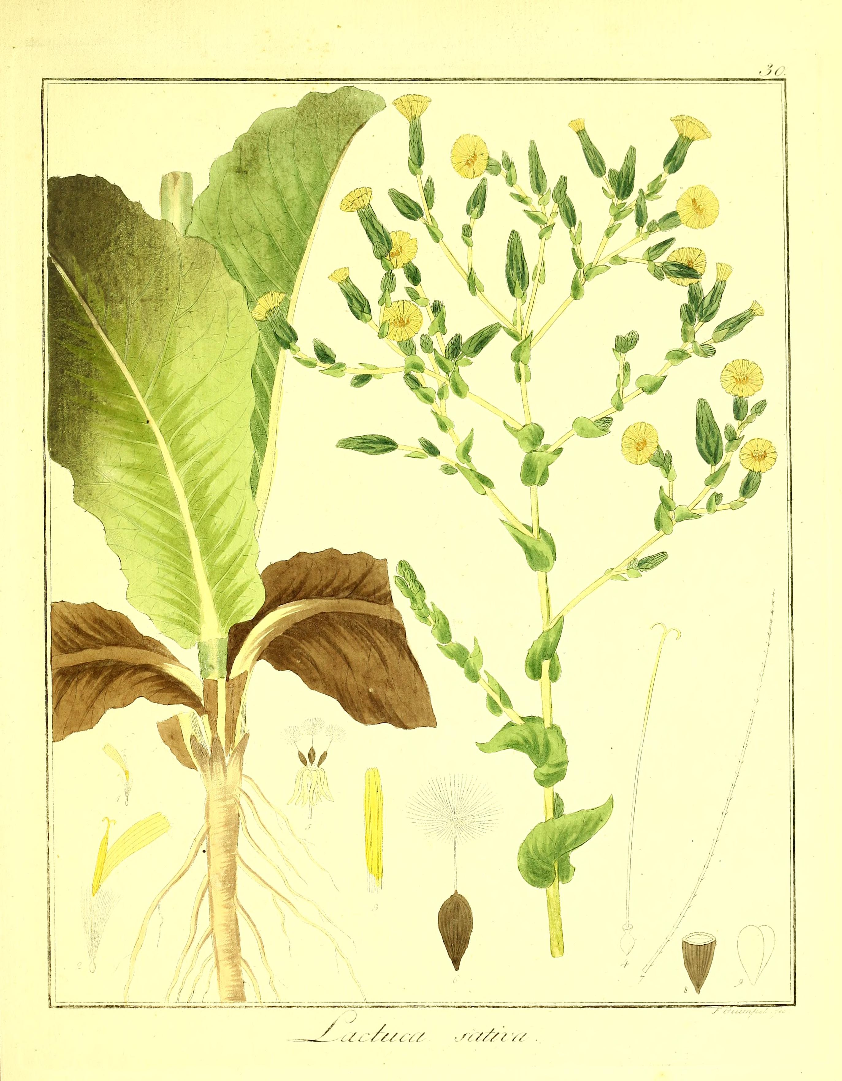 no full size  illustration available (3a)