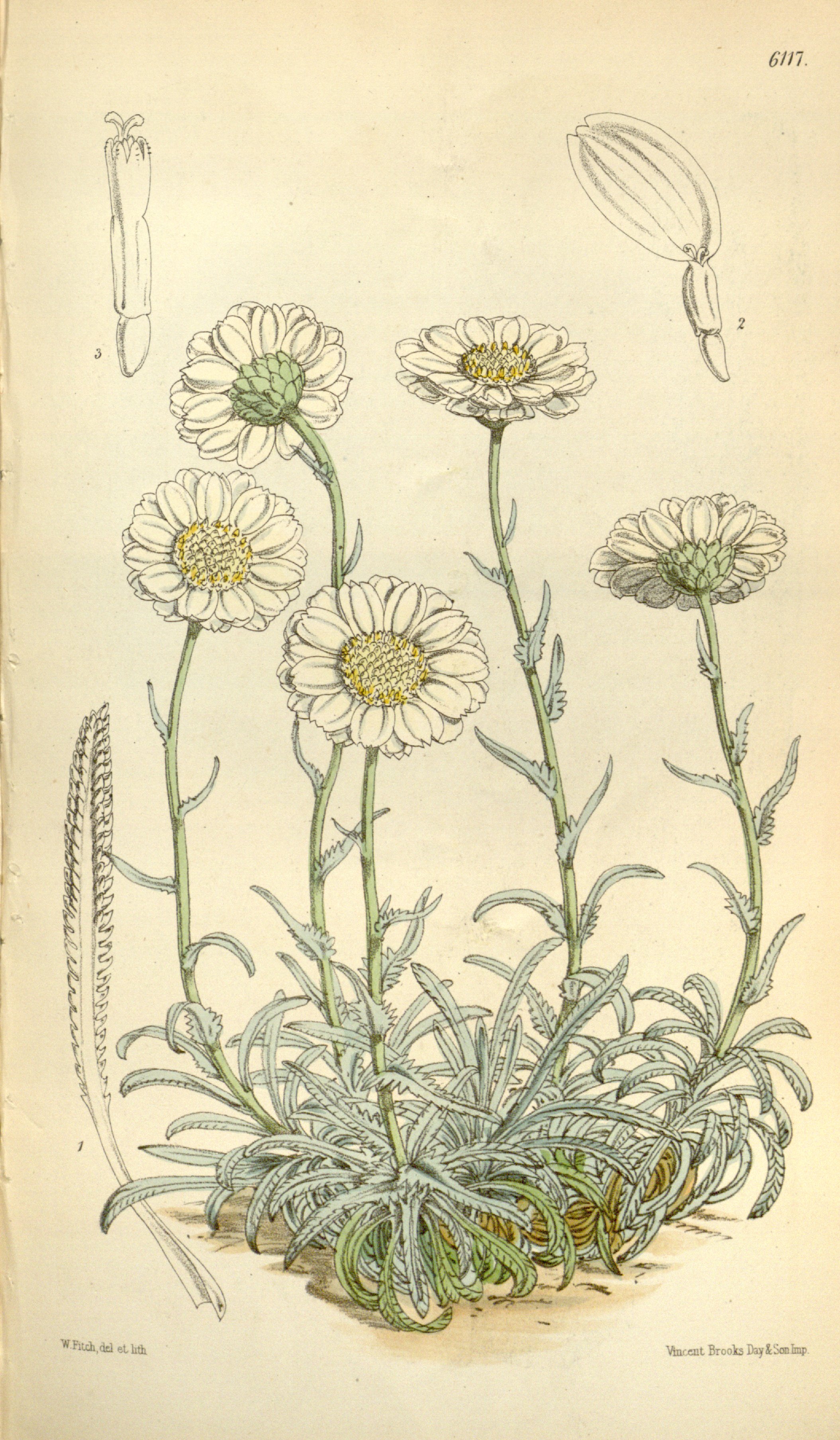 no full size  illustration available (3a)