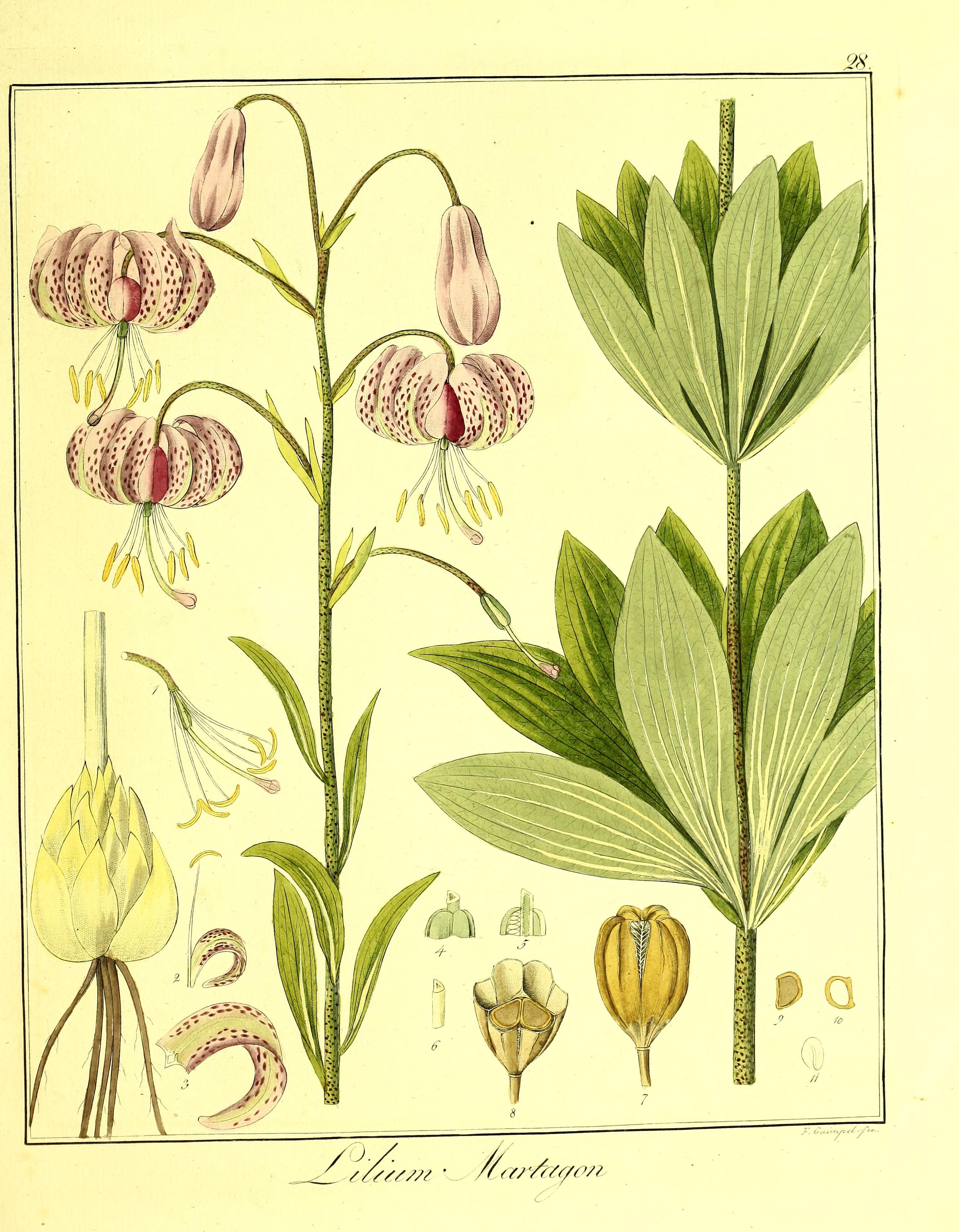 no full size  illustration available (3a)