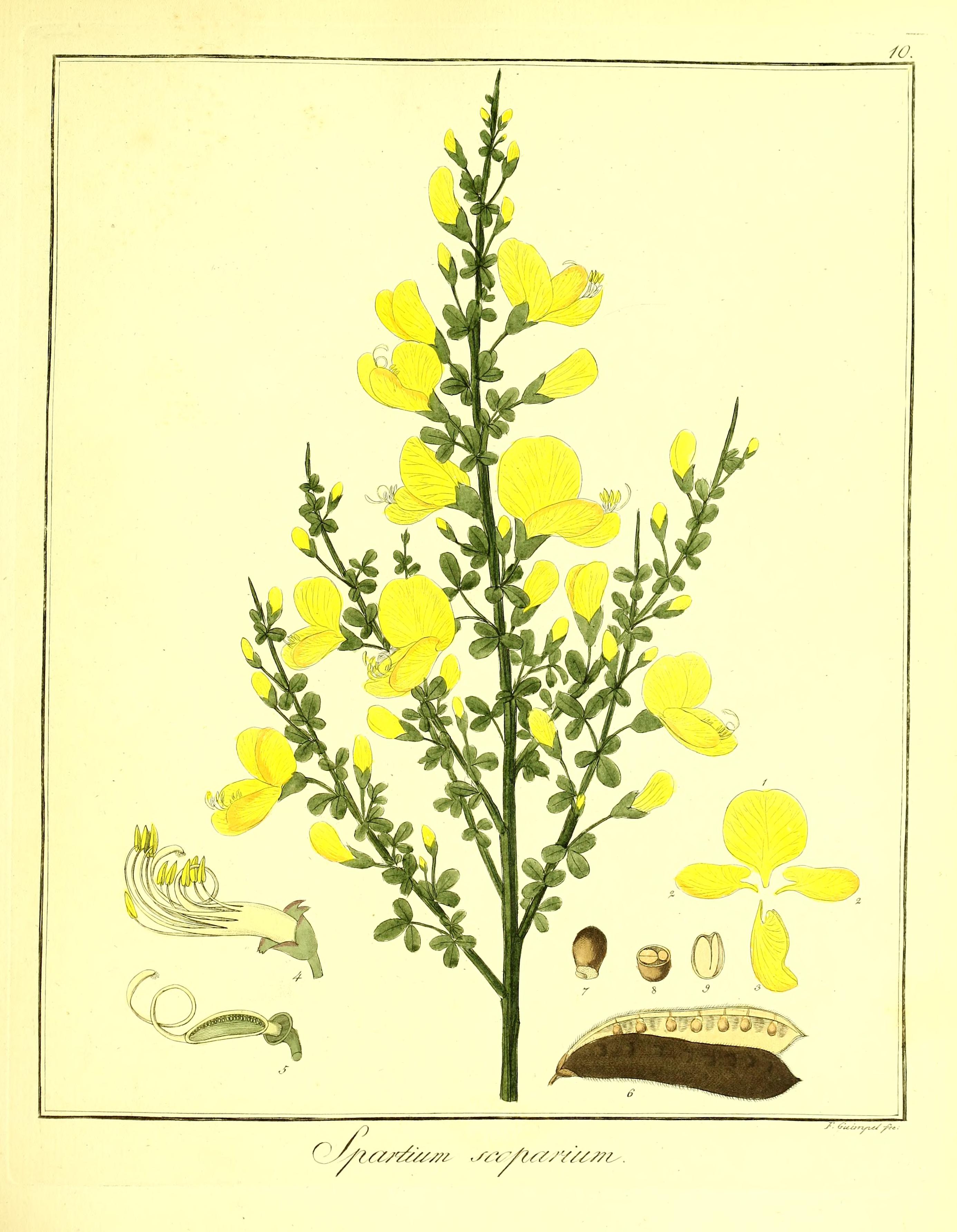 no full size  illustration available (3a)