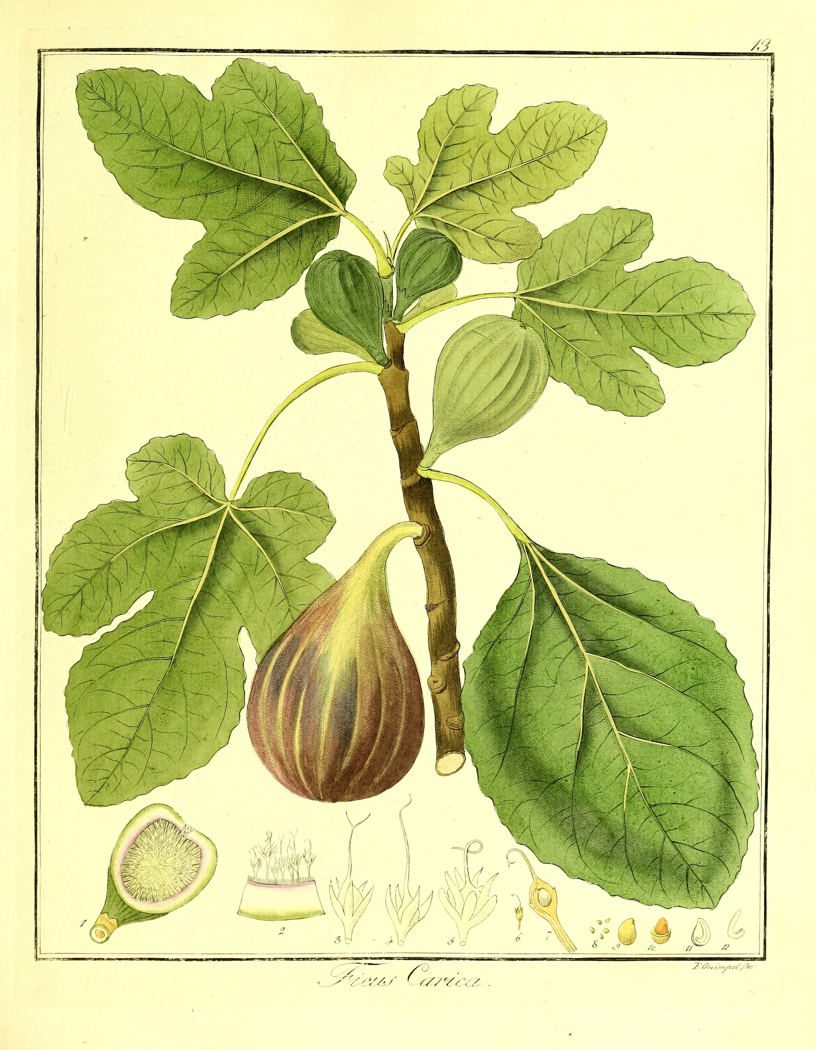 no full size  illustration available (3a)