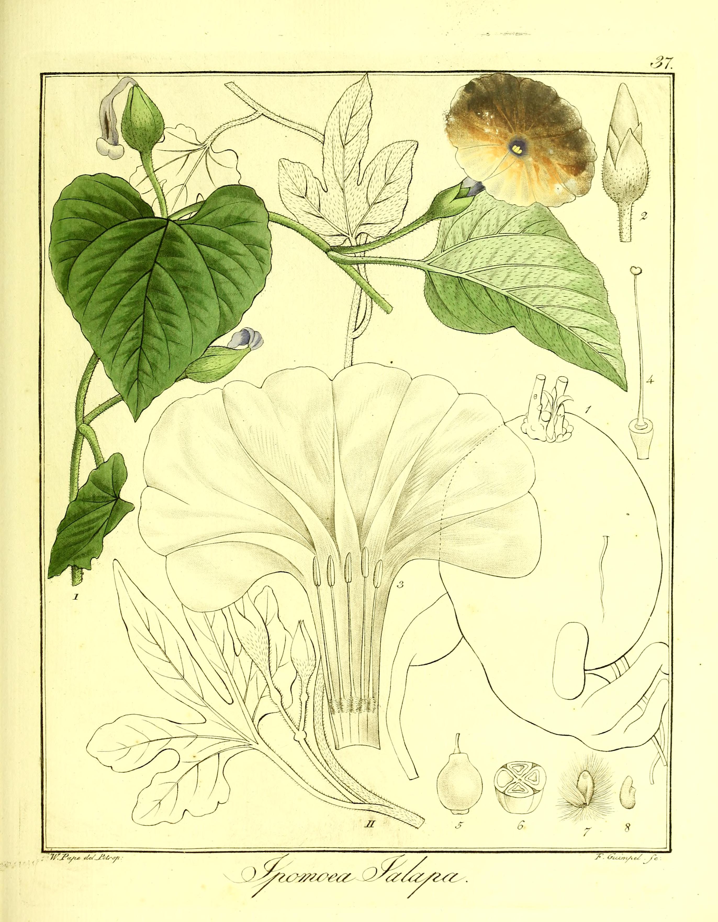 no full size  illustration available (3a)