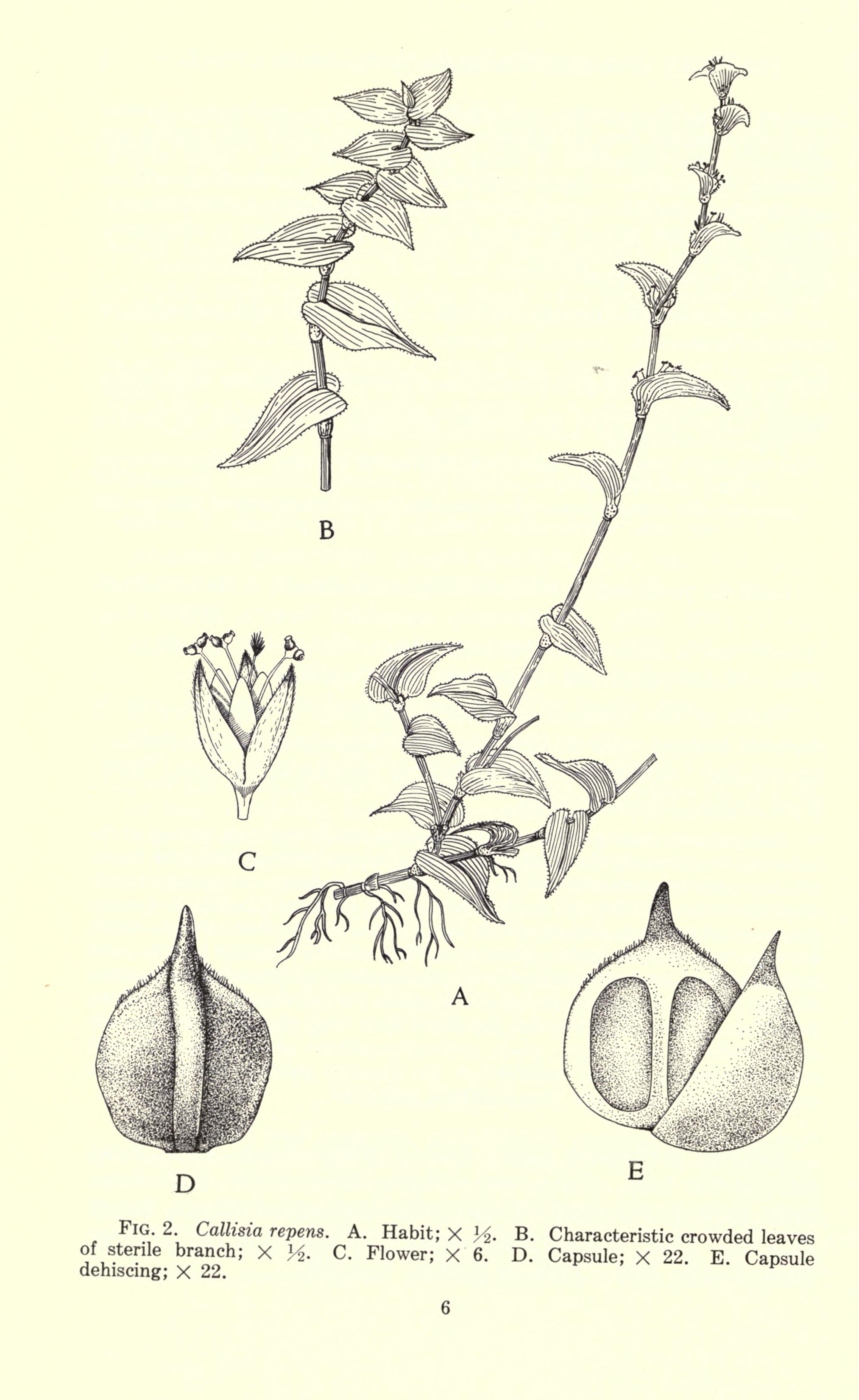 no full size  illustration available (3a)