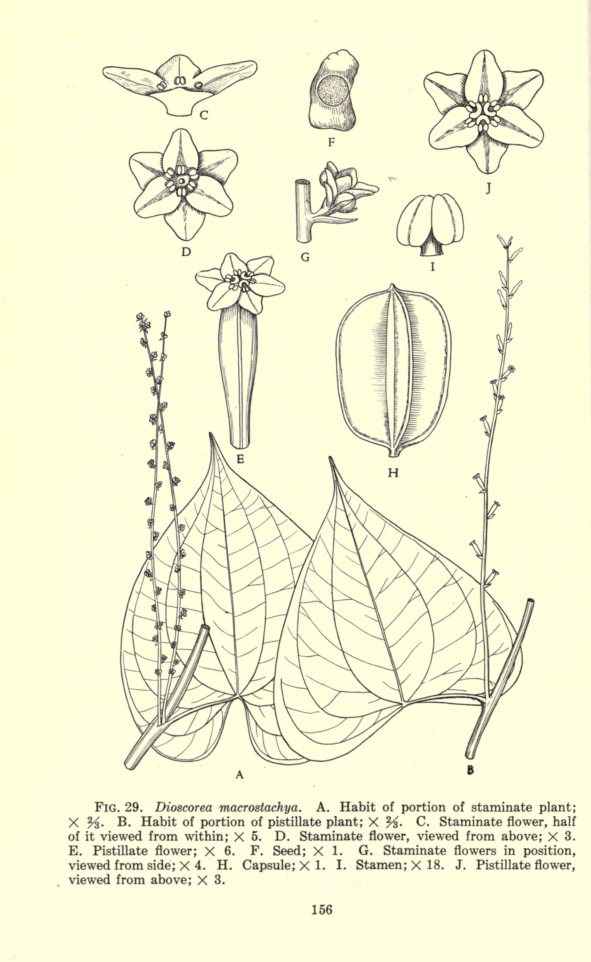 no full size  illustration available (3a)