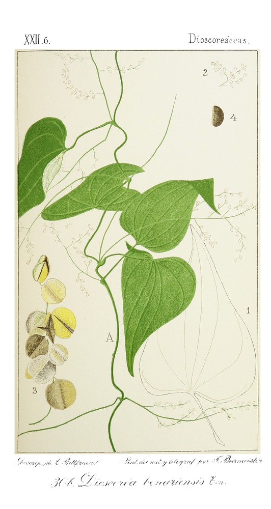 no full size  illustration available (3a)