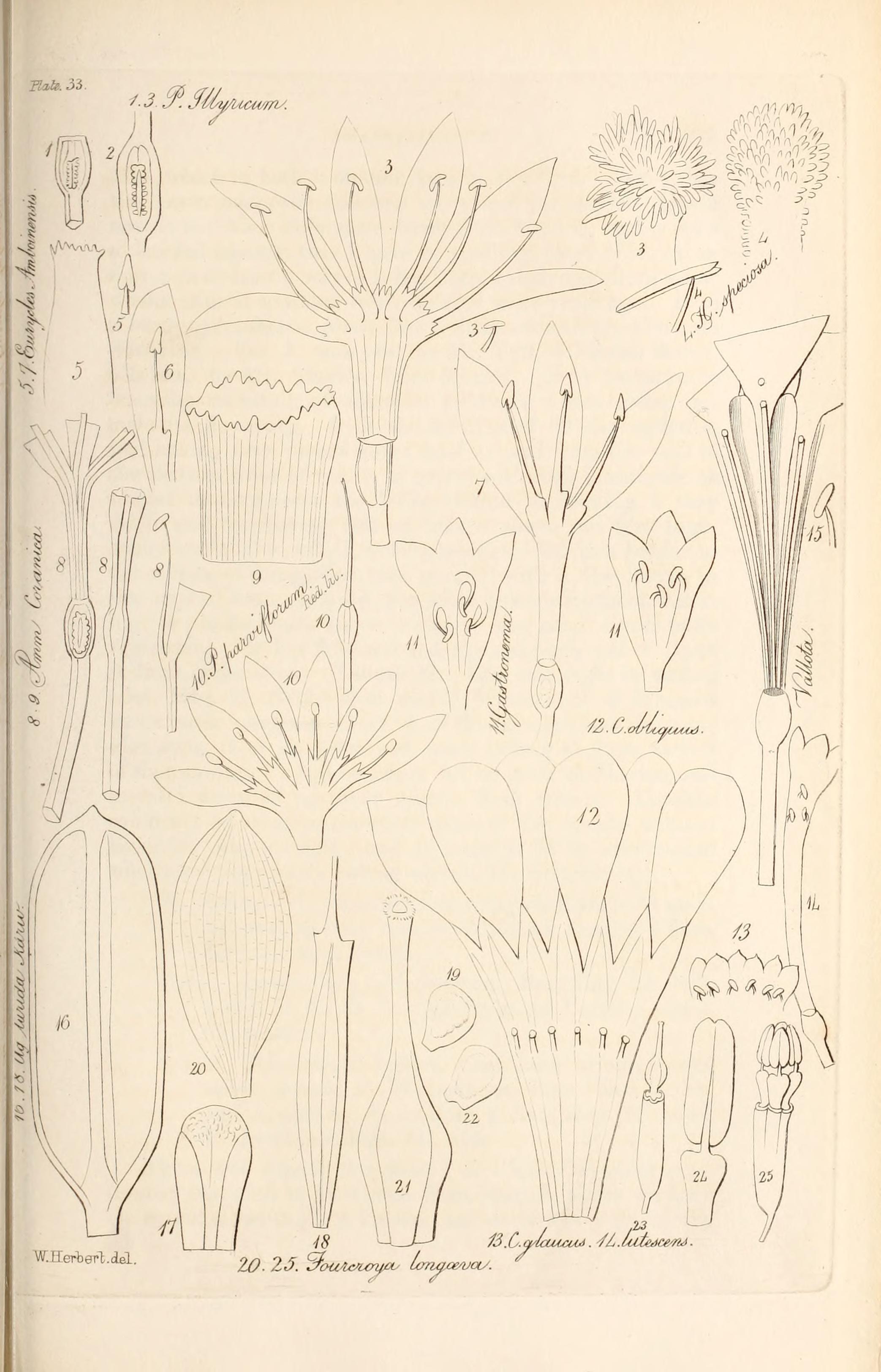 no full size  illustration available (3a)