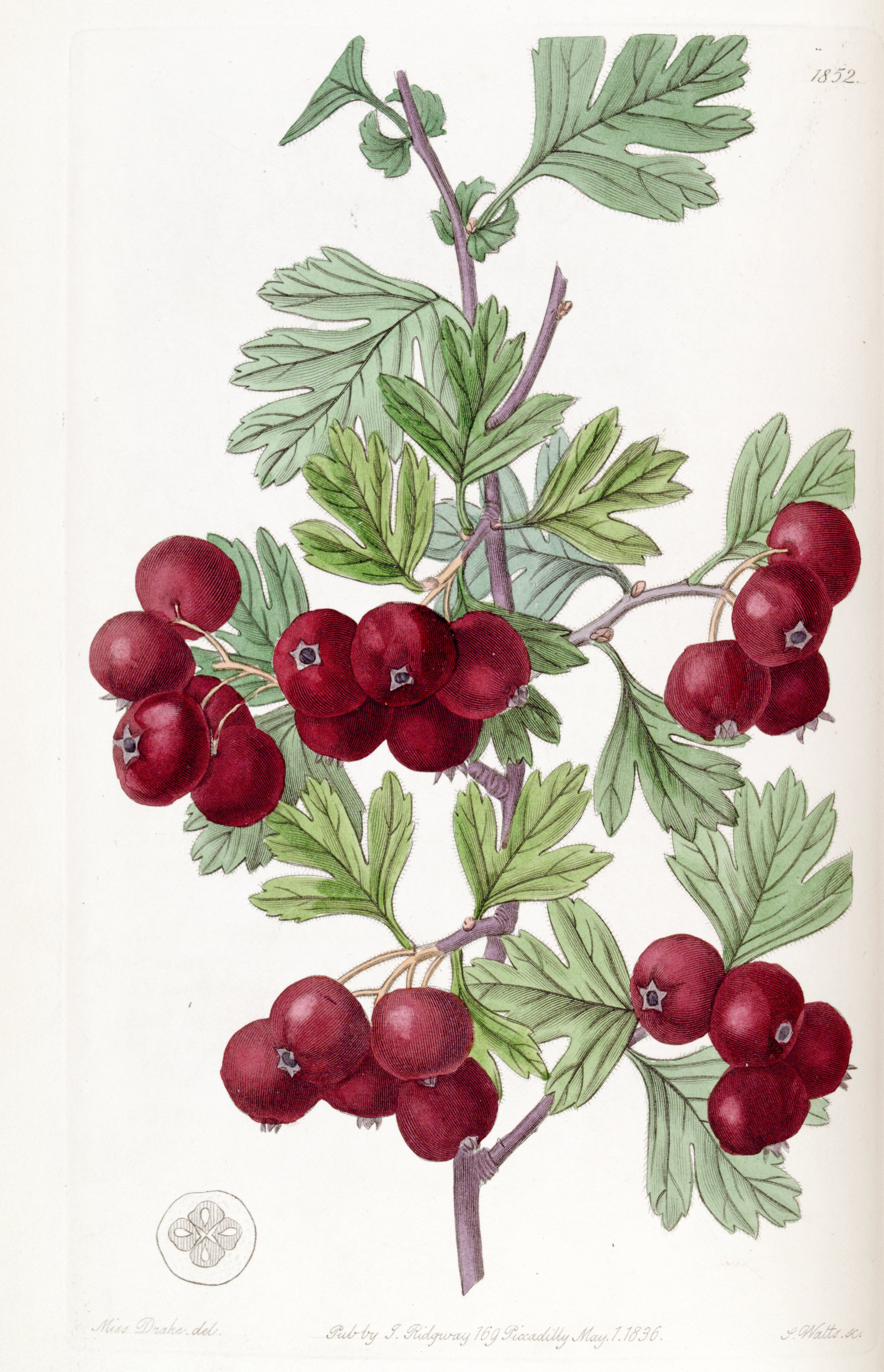 no full size  illustration available (3a)