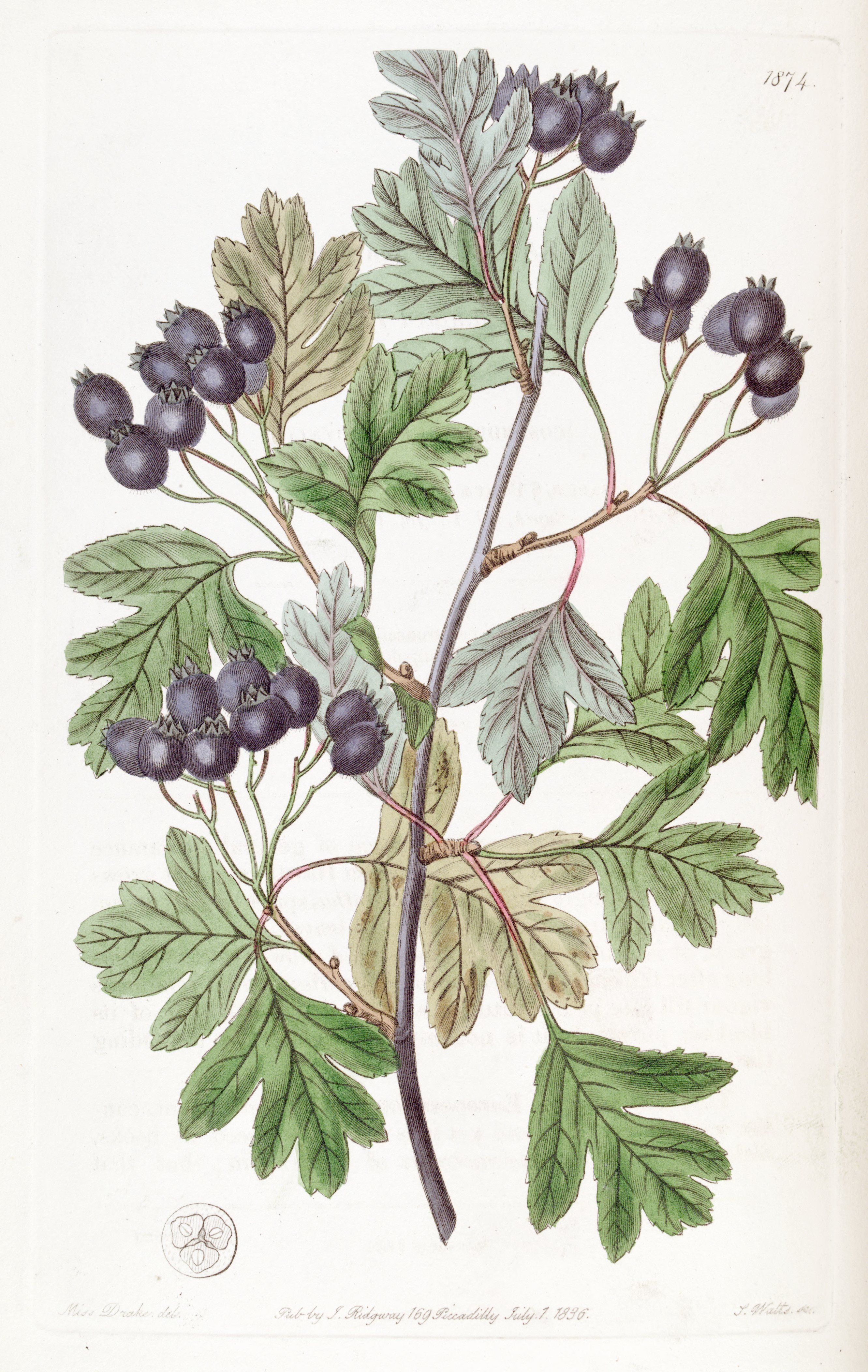 no full size  illustration available (3a)